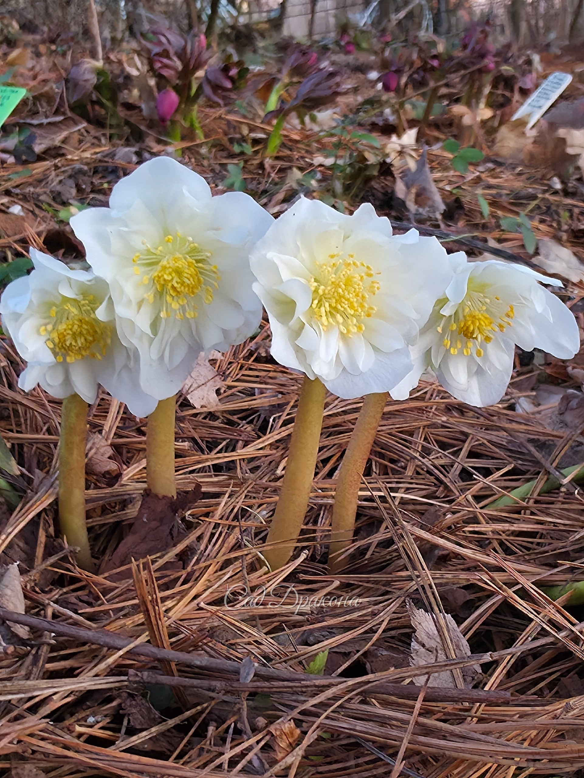 Морозник чёрный, Helleborus niger.