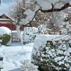 ❄️ Снежный покров достиг максимума, на хвойных шапочки по 25 см или больше. Теперь ветер его сдувает.