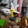 🌱Кандыки, которые зацветают первыми - кавказский, Erythronium caucasicum, и через пару дней - белый Erythronium sibiricum var. altaicum.