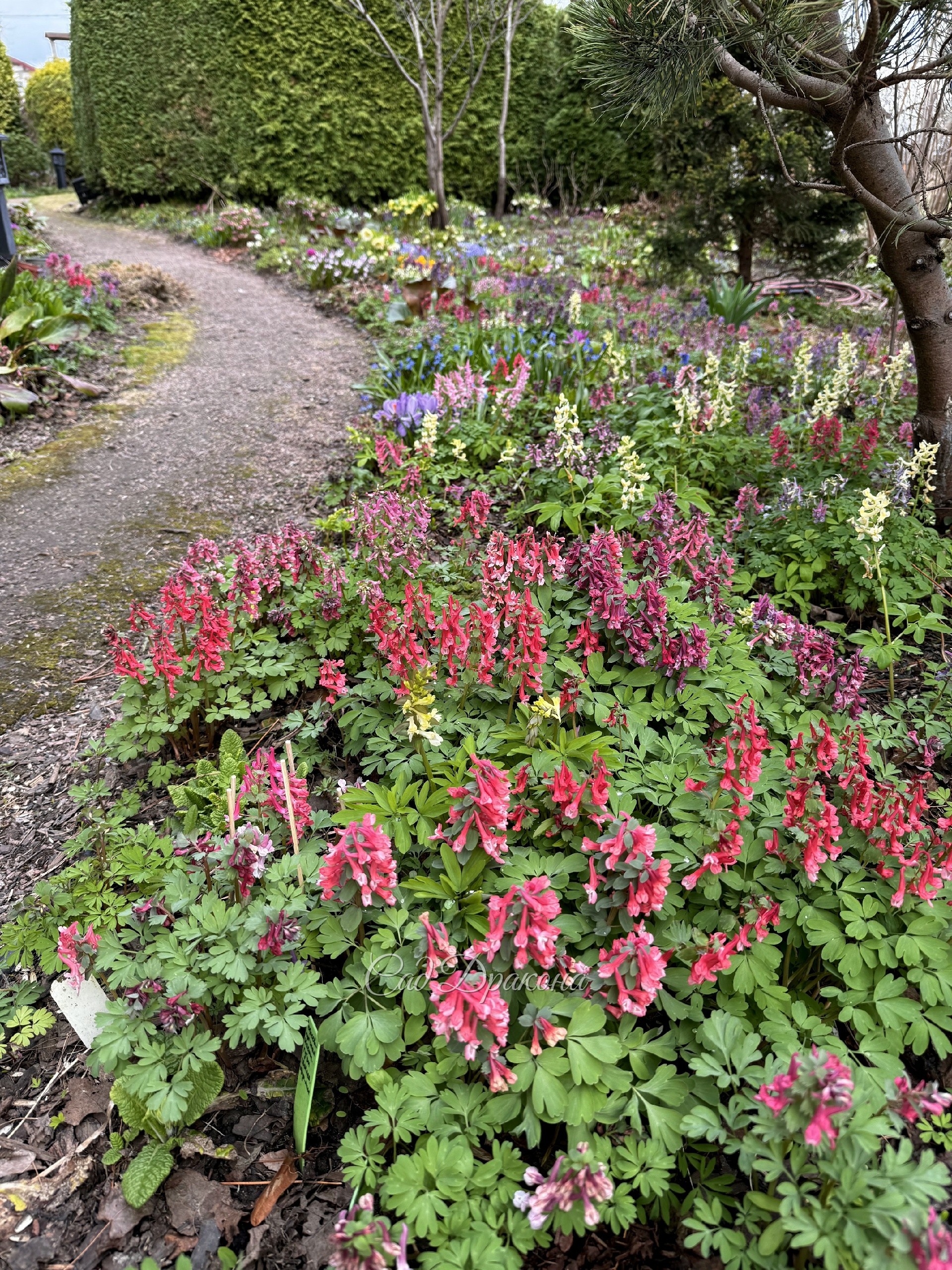 Разнообразнейшие оттенки "реки" хохлаток.