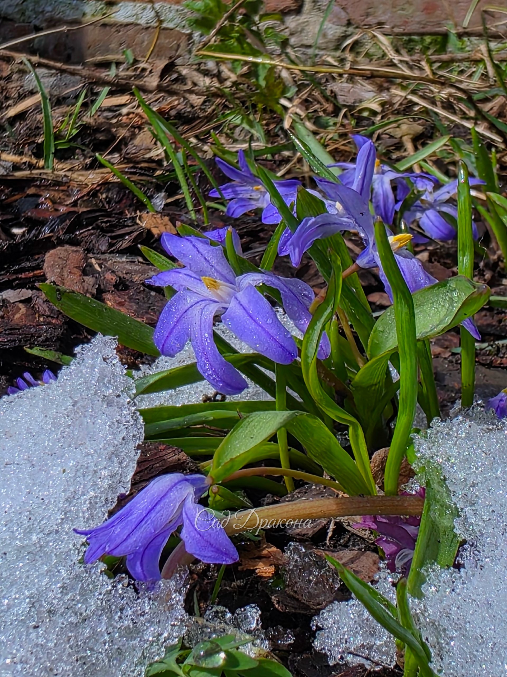Хионодокса Blue Giant,  немножко помятая, но не побеждённая.)