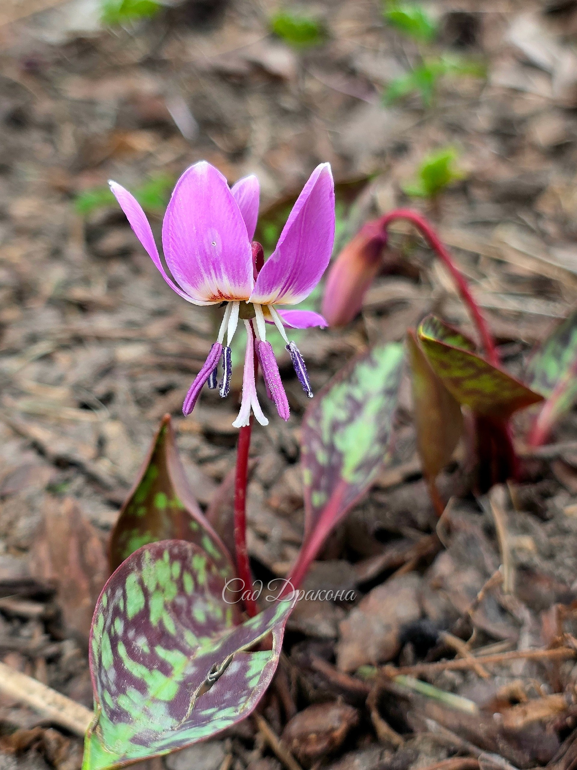 Кандык европейский Erythronium densi-canis.