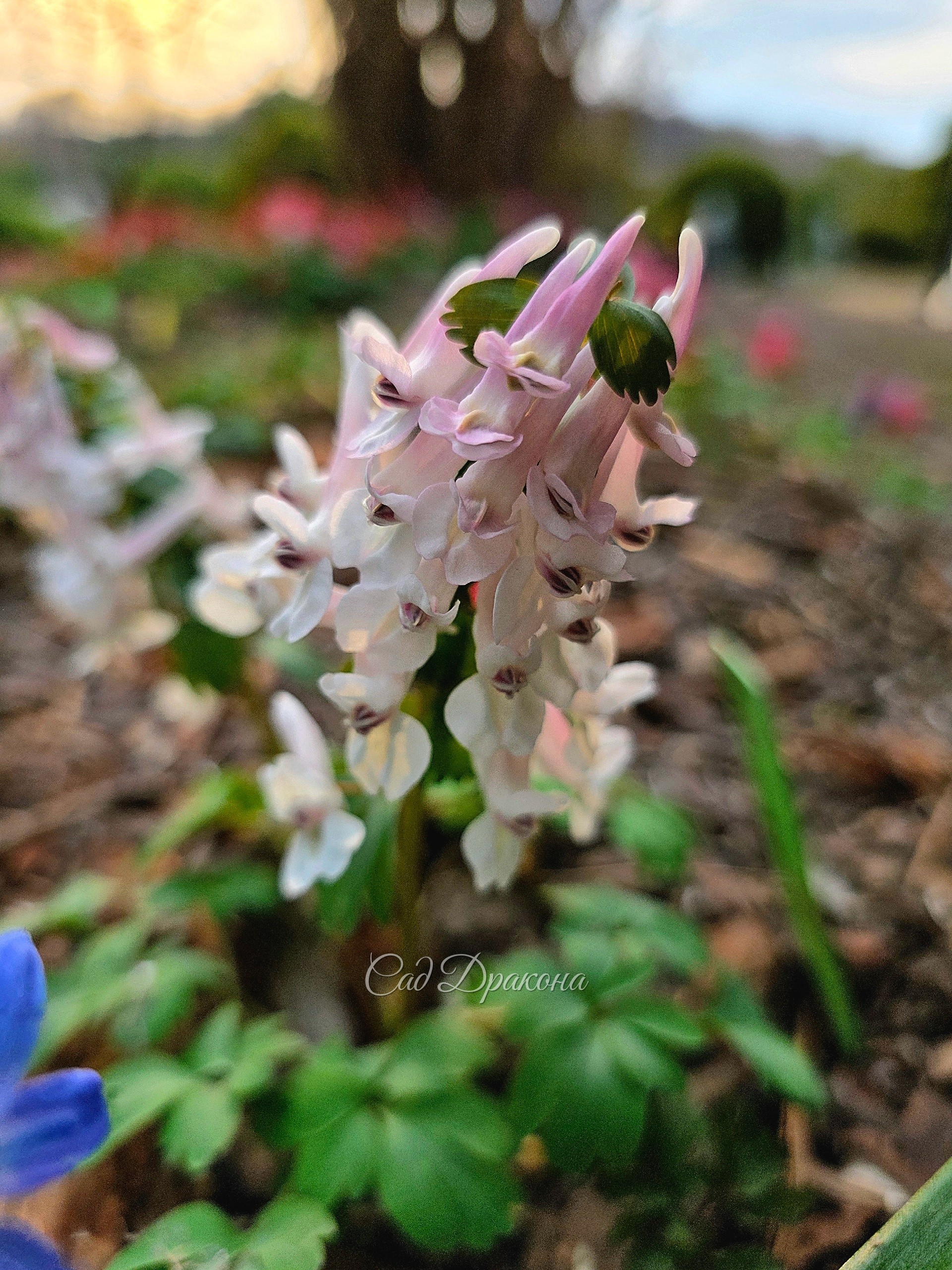 Coridalis Louise Elizabeth