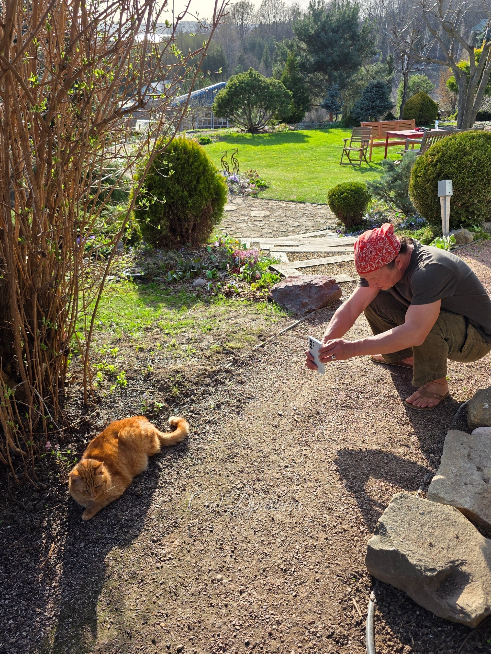 Отличный будет кадр - Персик на фоне хохлаток.
