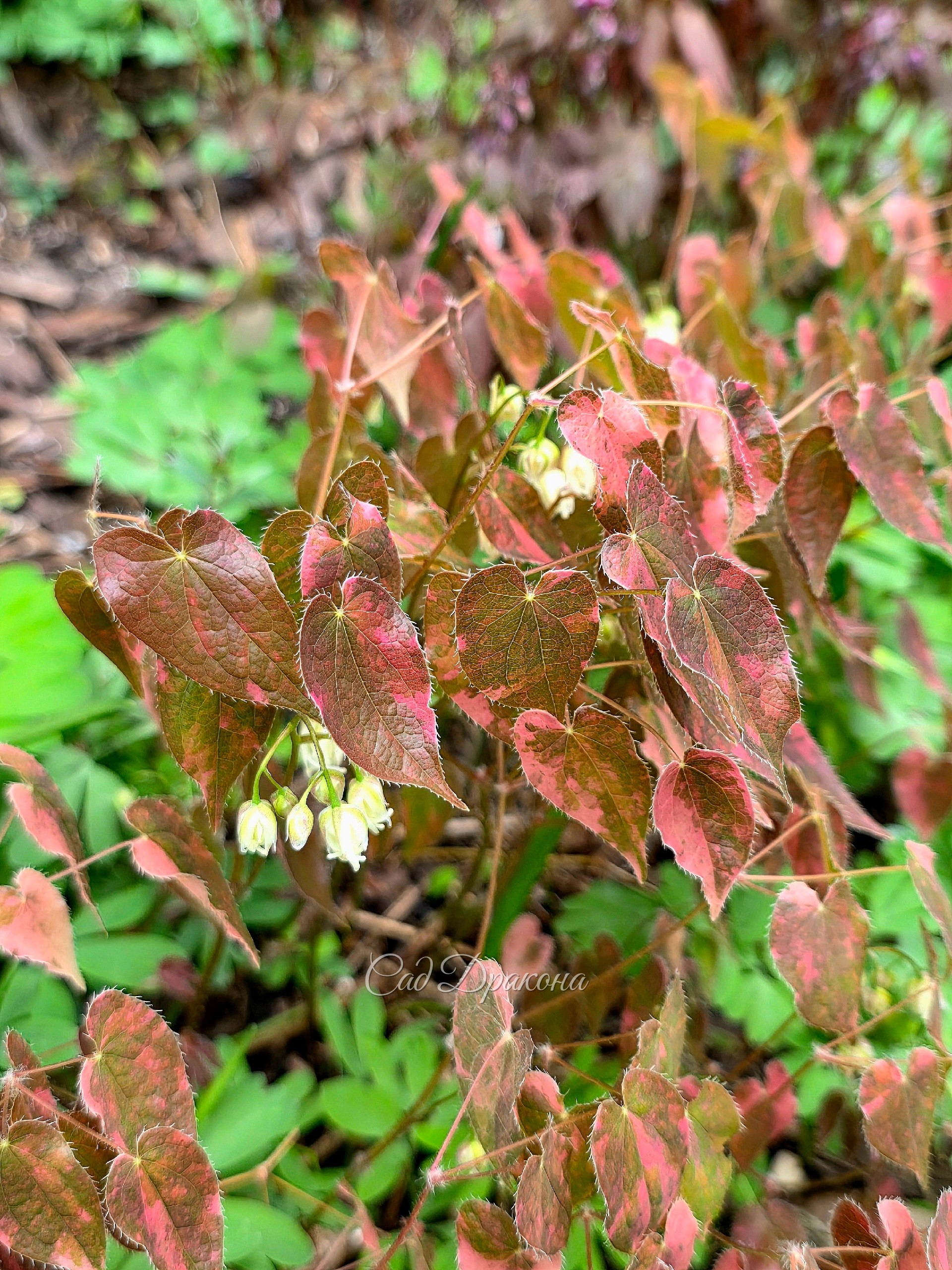 Epimedium sempervirens Variegated очень медленно растёт. Листики потом будут с белыми пятнами вместо розовых.