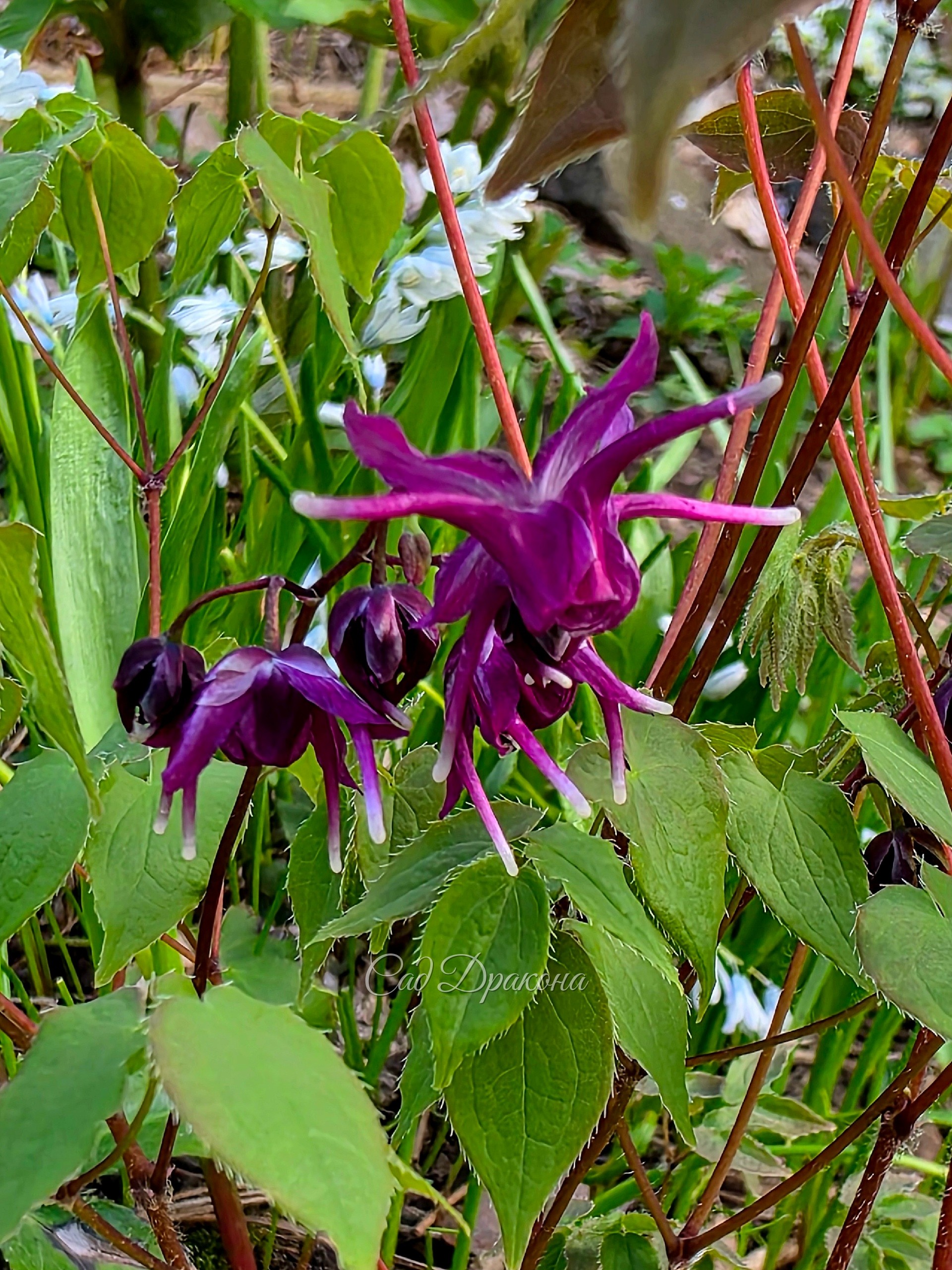 Epimedium grandiflorum Purple Prince в этом году первый из крупноцветковых, потому что переехал на боле светлое место.