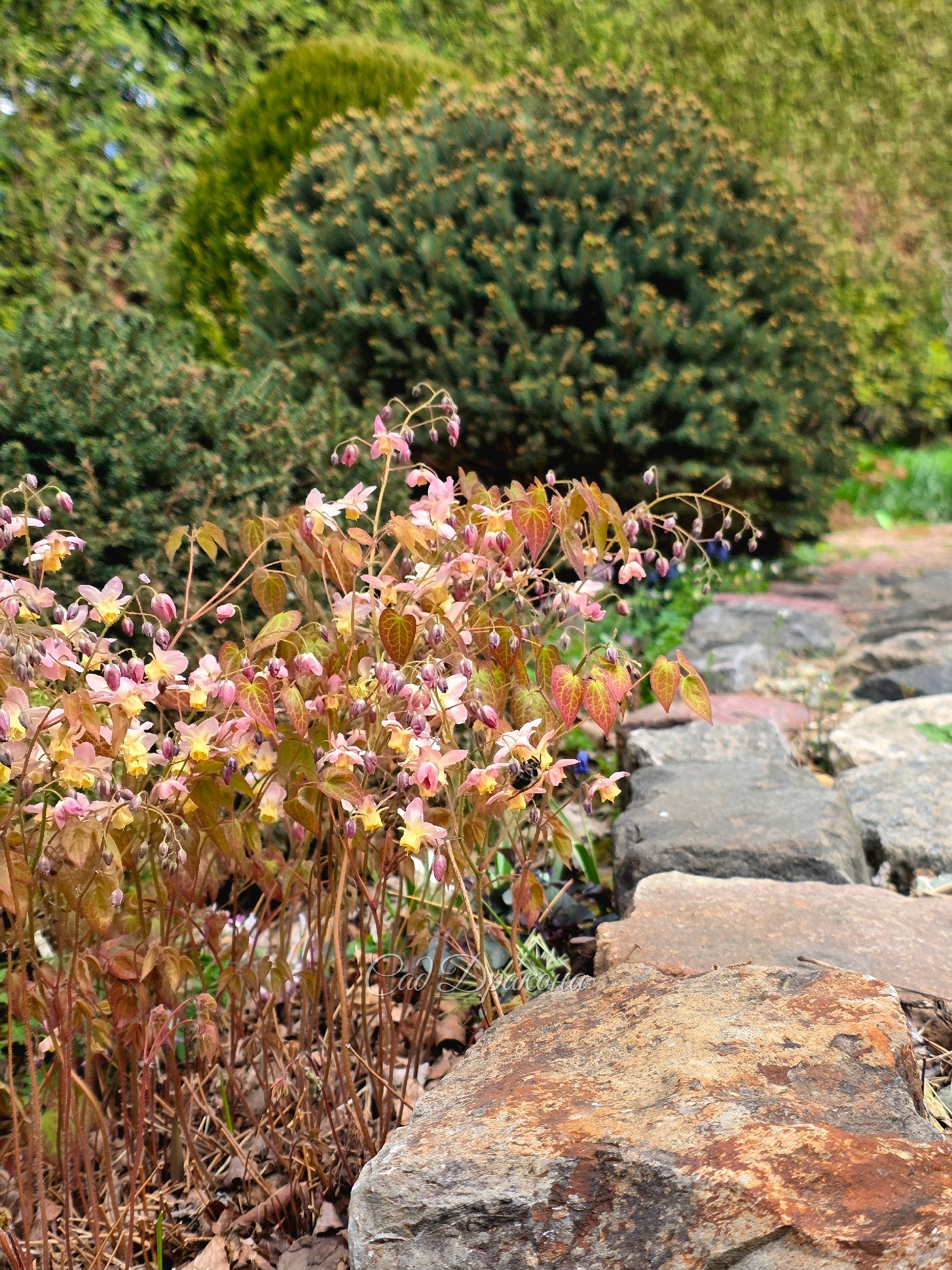 Epimedium versicolor Cupreum