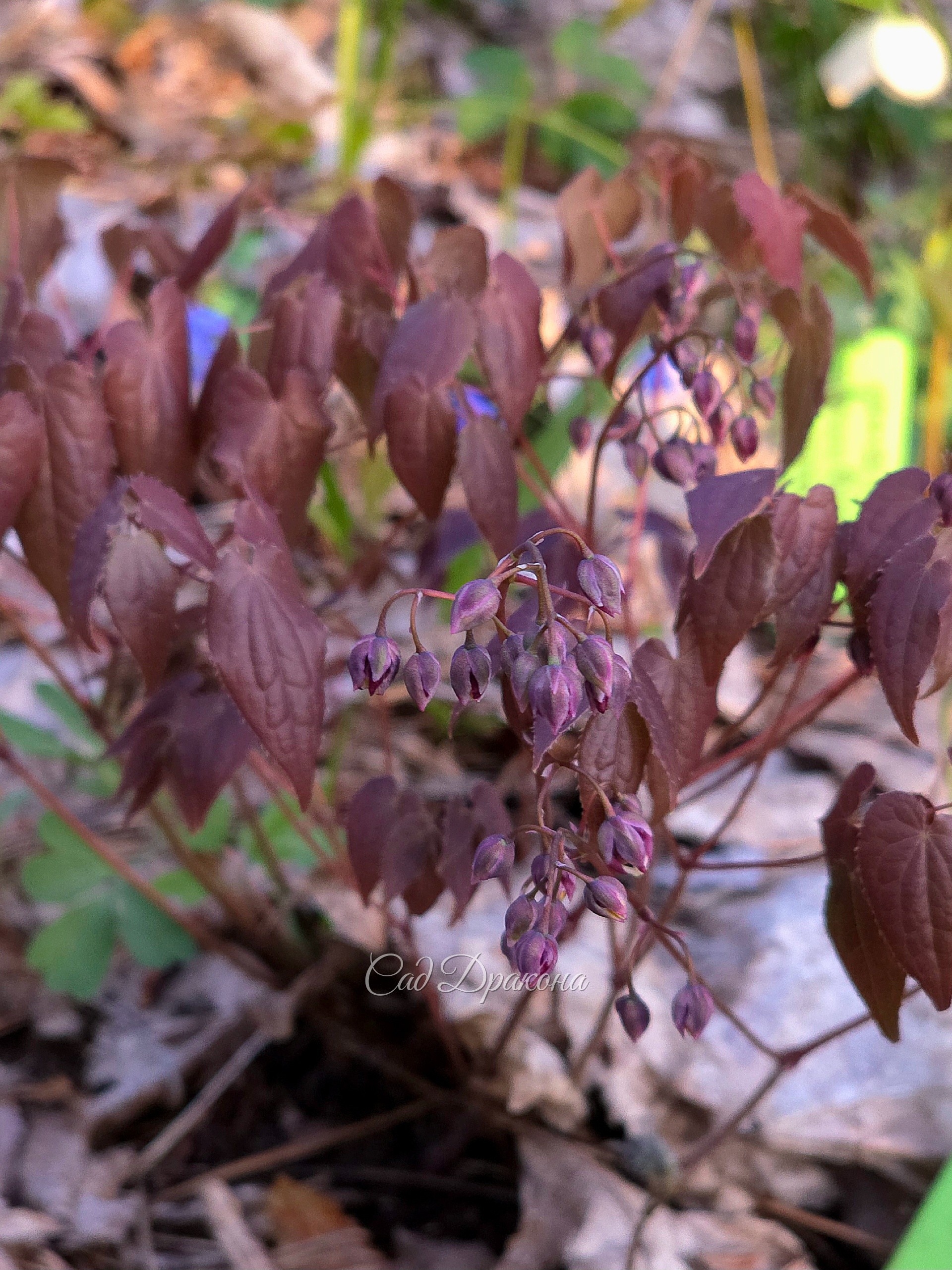 Epimedium grandiflorum Dark Beauty. Листья пурпурные, а цветы будут розовые.