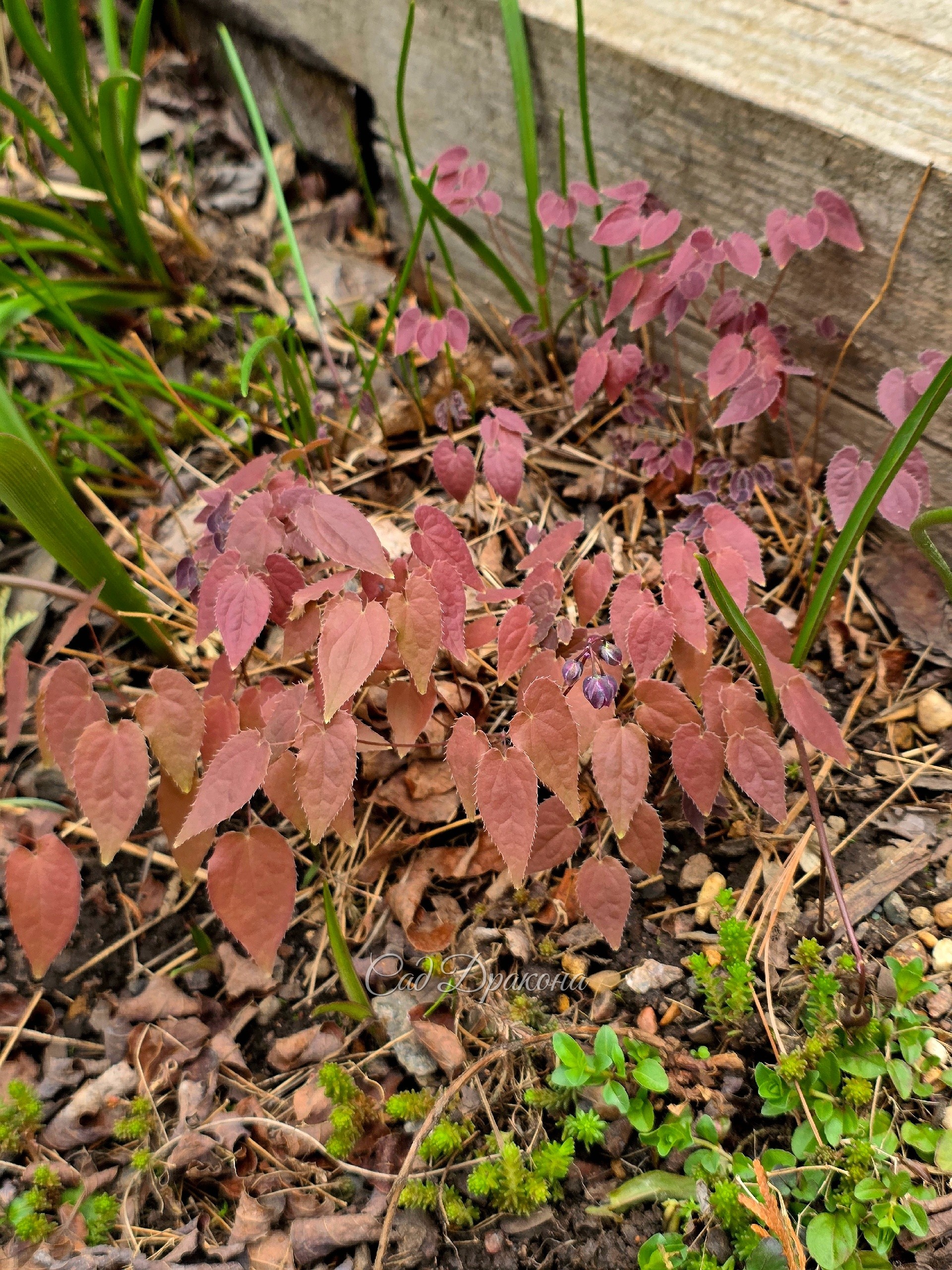 Epimedium grandiflorum Queen Esta. Цвет листьев очень "вкусный".