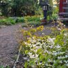 🌸 Зацвели ранние горянки, другие все в бутонах. И, о, чудо, эти бутоны пережили заморозки! Было -3°.