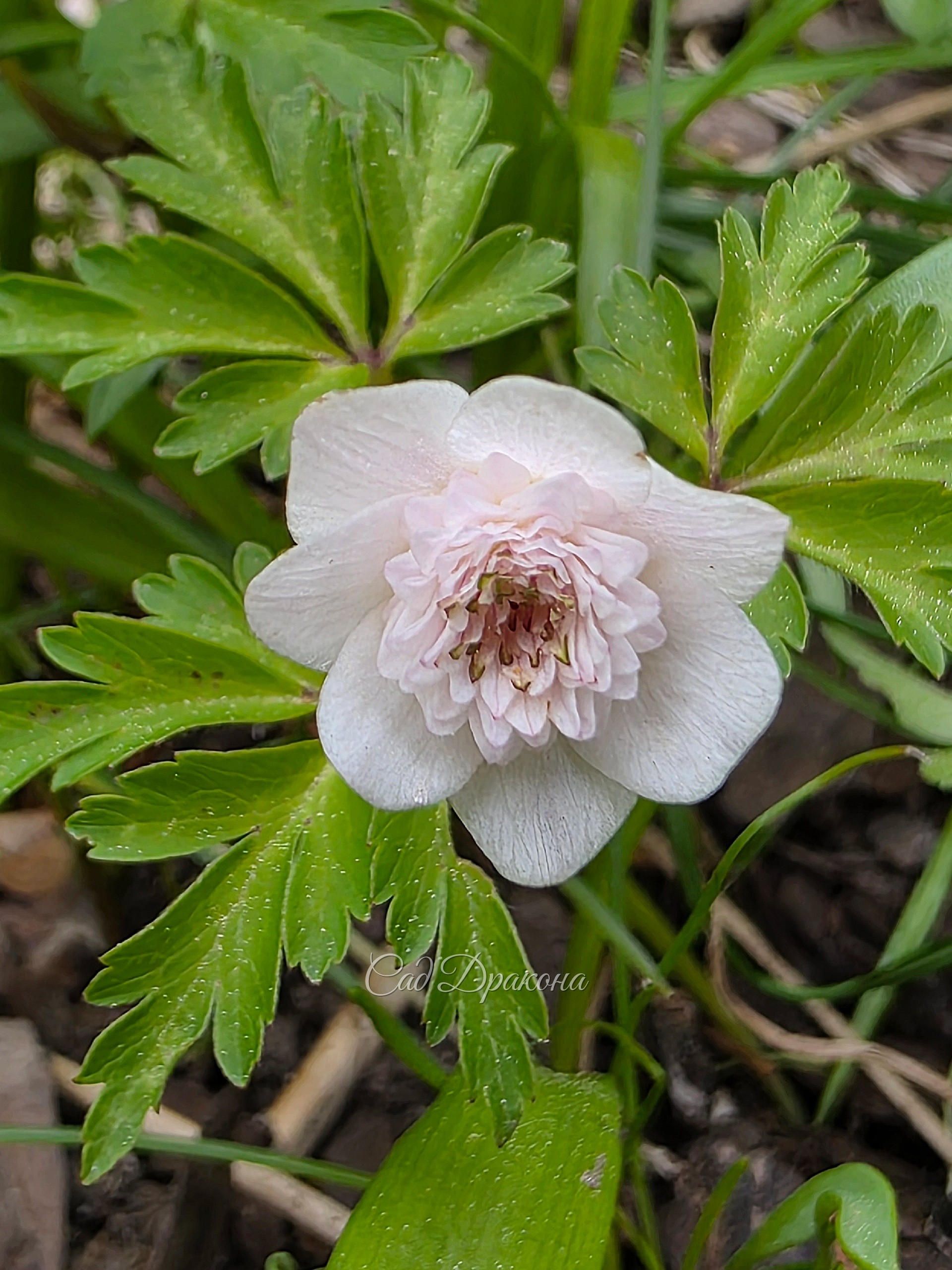Anemone nemorosa  Thekla