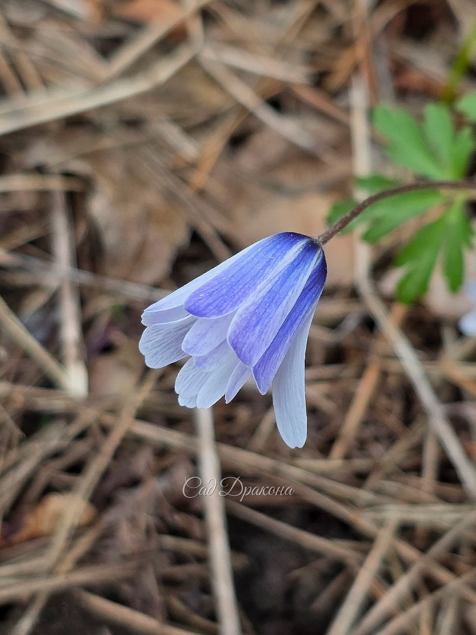 Anemone apennina. Тоже прелесть.