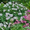 🌸 Анемоны, ветренницы. Погода почти не давала им шанса открыться и показать себя во всей красе. Но некоторые и чуть приоткрытые хороши. Например Blue Beauty на втором фото в холодную погоду намного ярче и синее, чем в жару.