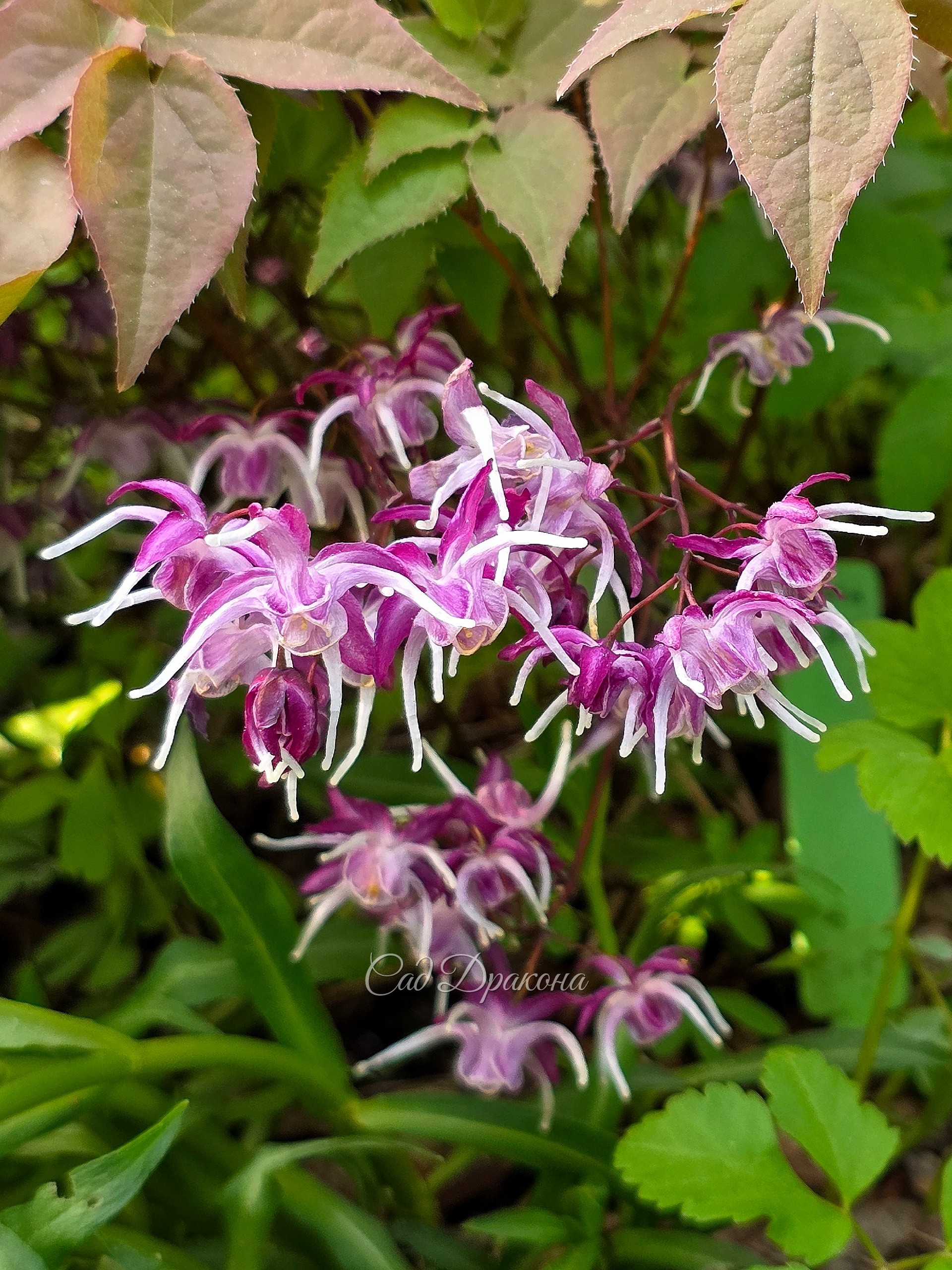 Горянка крупноцветковая Queen Esta