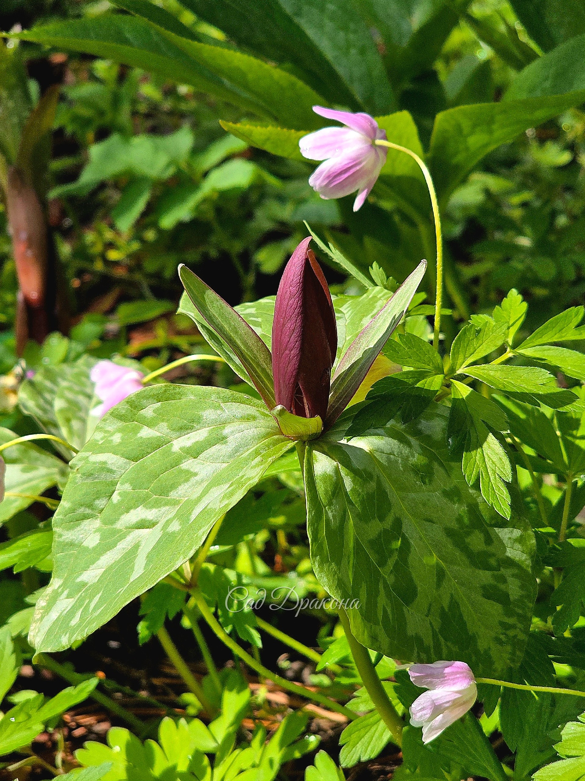 Trillium angustipetallum - Триллиум узколепестковый.