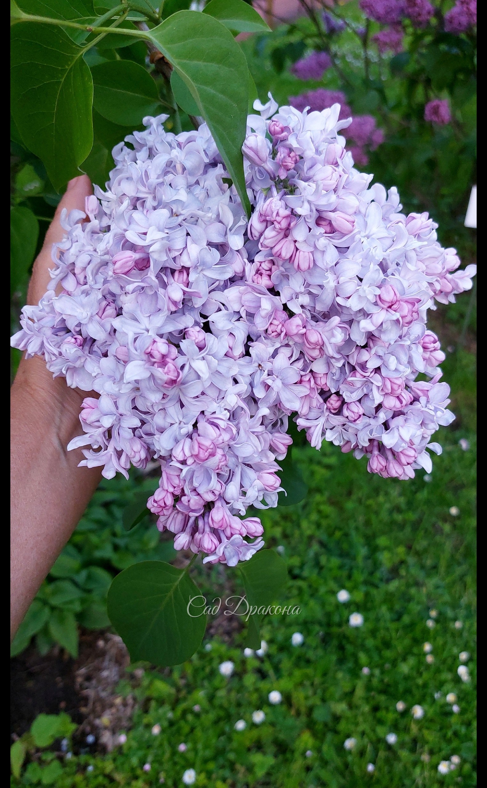"Иван Мичурин".