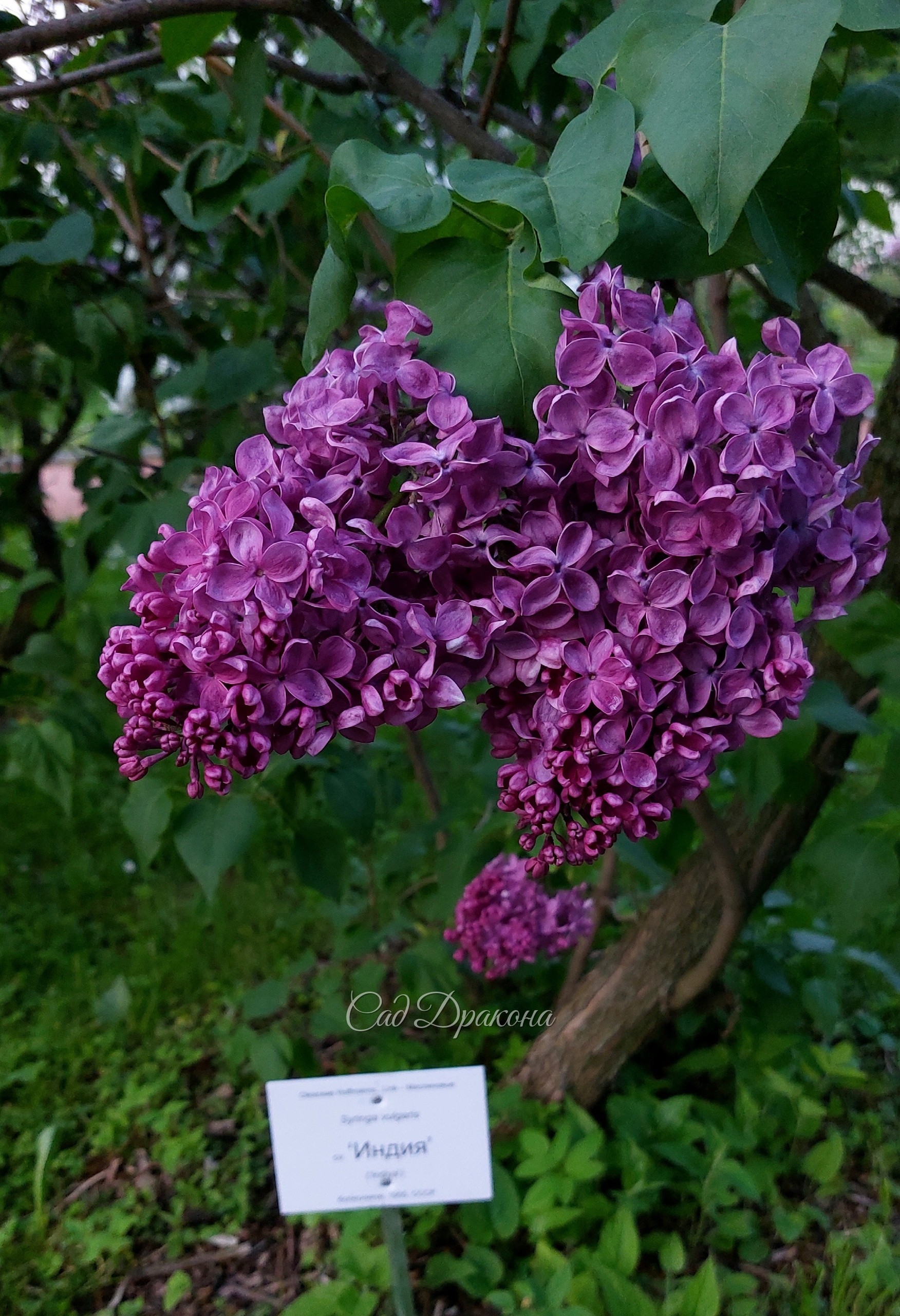 "Индия".
