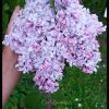 💜 Сегодня, 18 мая - международный день сирени. С праздником! 💜