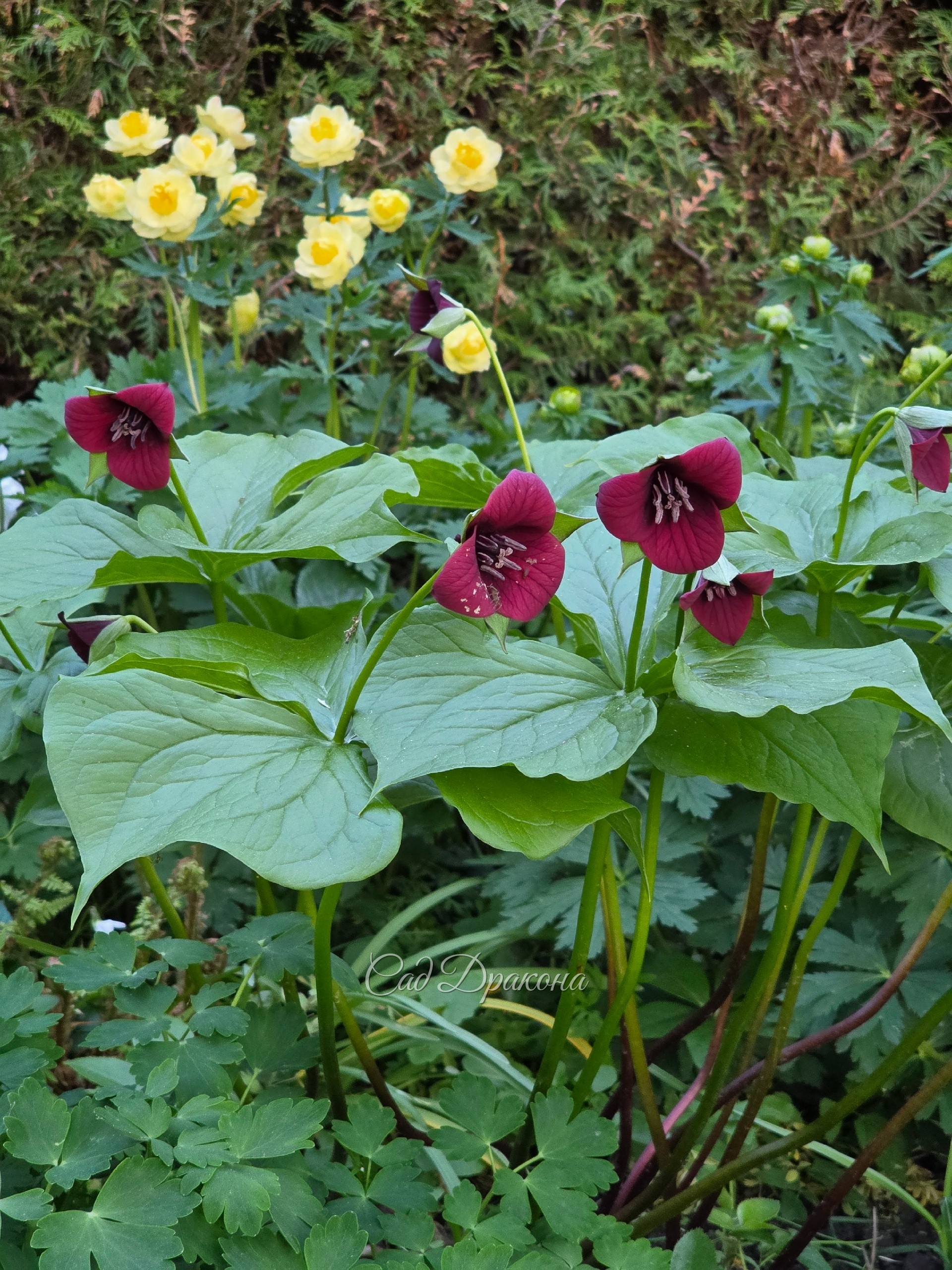 Trillium sulcatum красного цвета