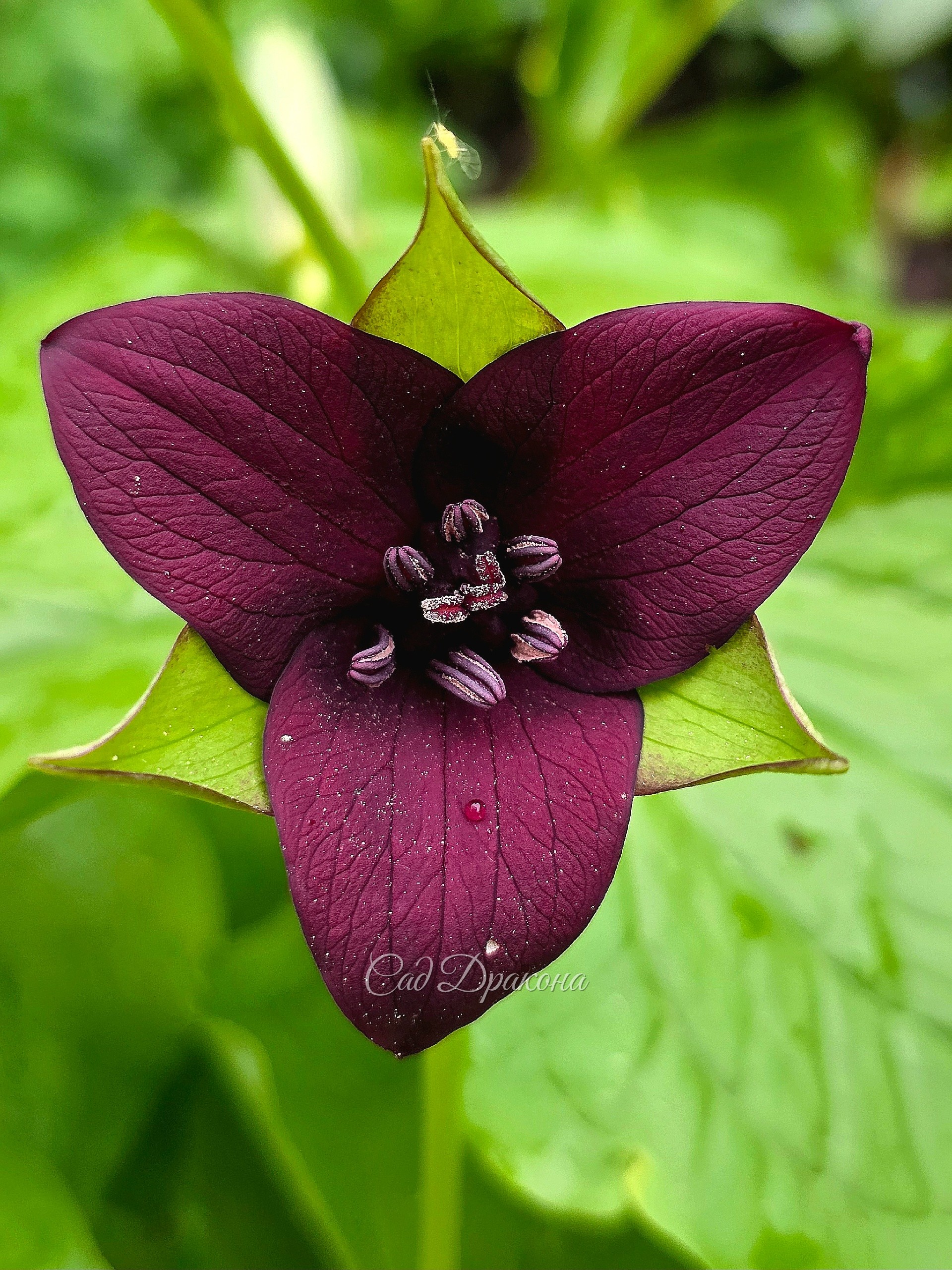 Trillium sulcatum. Триллиум бороздчатый тёмно-бордовой расцветки.