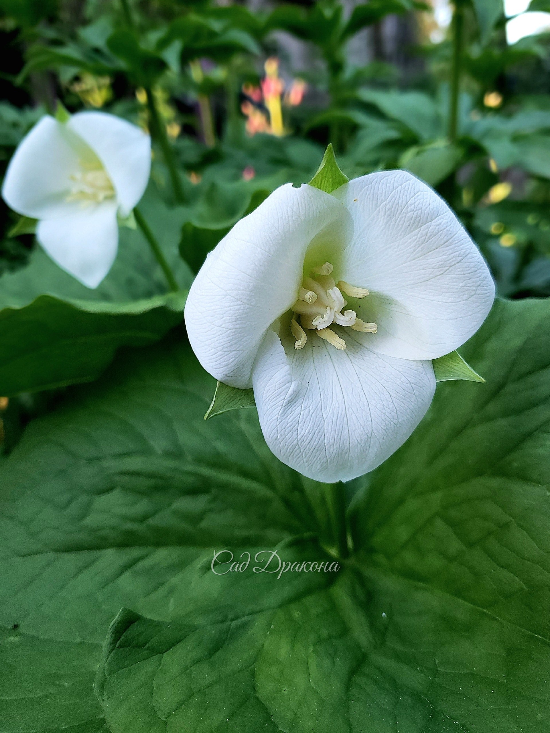 Trillium sulcatum. Белоснежная форма с очень крупными цветами.