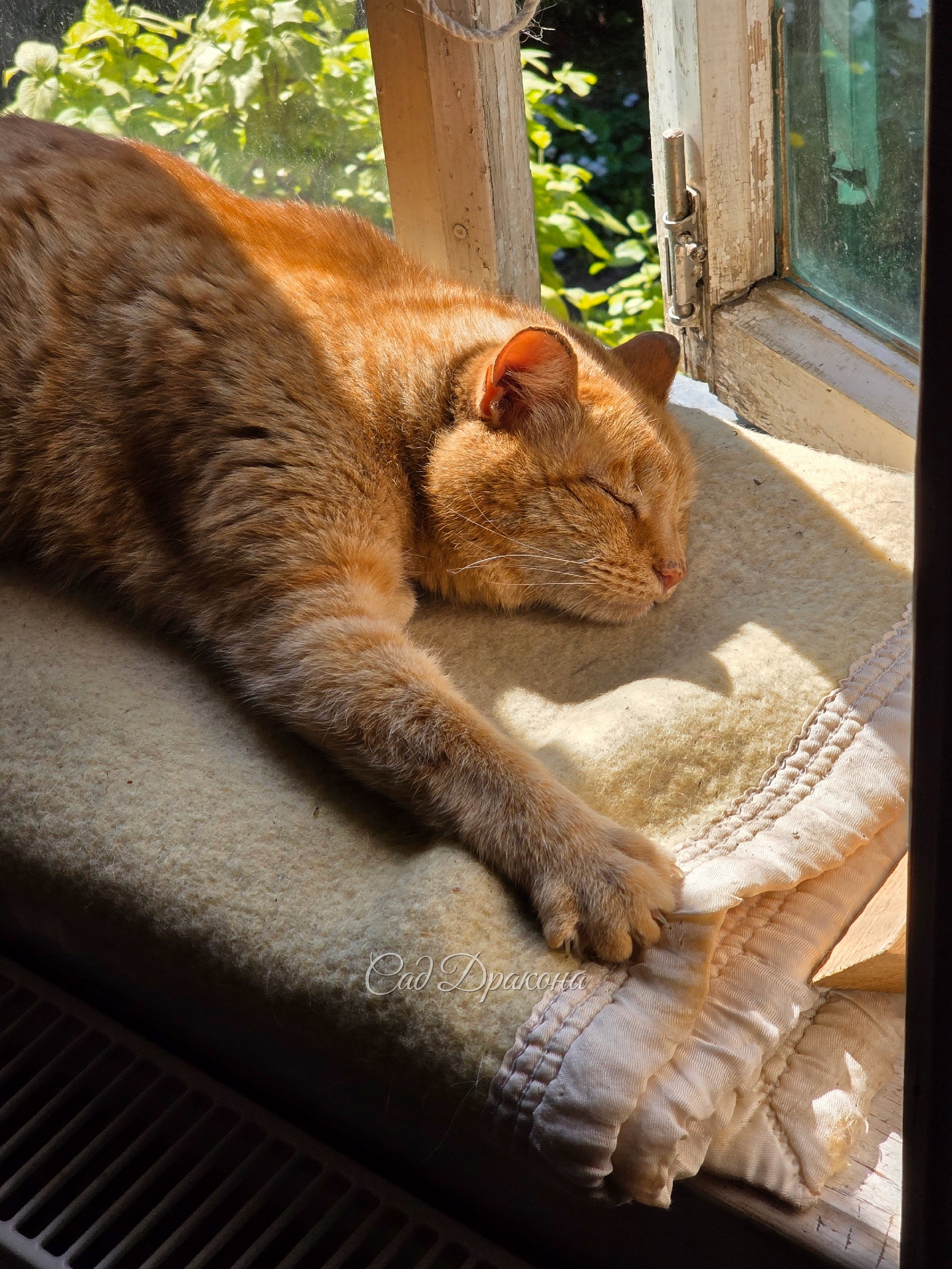 Персик в жаркую погоду предпочитает такое времяпровождение. 😽🧡😁