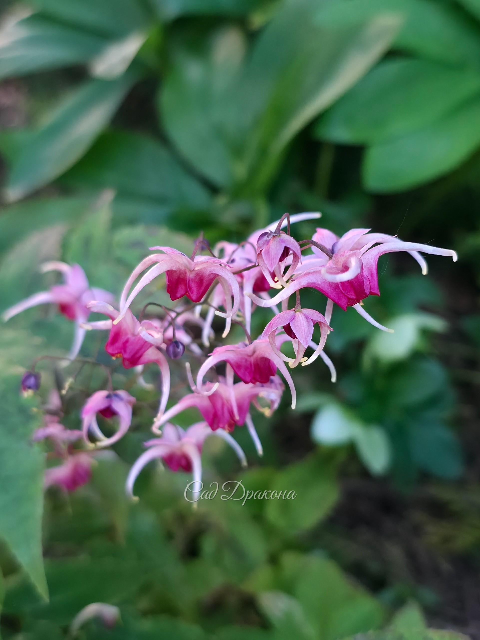 Горянка Pink Shampagne.