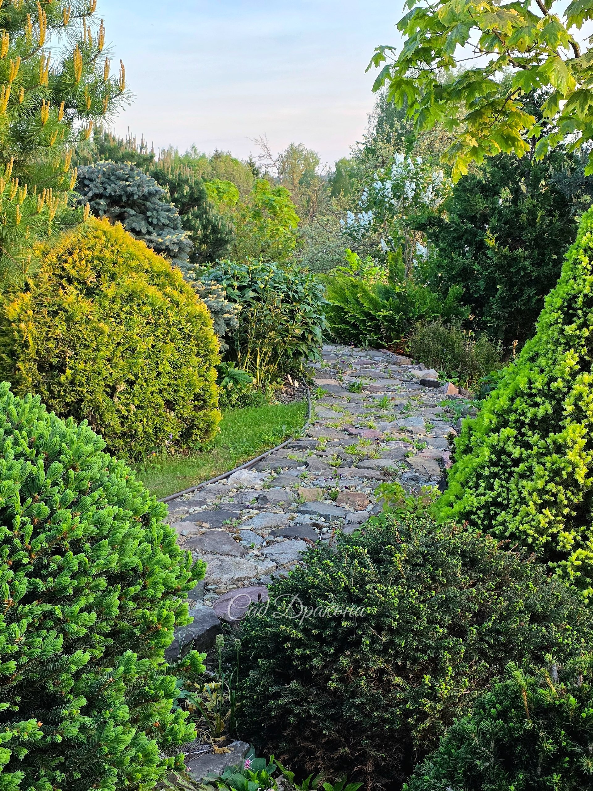 🌳 Время щипать сосны! На мастер-классе Юлия Туловская, арборист и мастер ниваки покажет, как это делать правильно, чтобы ваши сосны были здоровы и красивы. Также коснёмся и других хвойных.