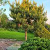 🌳 Время щипать сосны! На мастер-классе Юлия Туловская, арборист и мастер ниваки покажет, как это делать правильно, чтобы ваши сосны были здоровы и красивы. Также коснёмся и других хвойных.