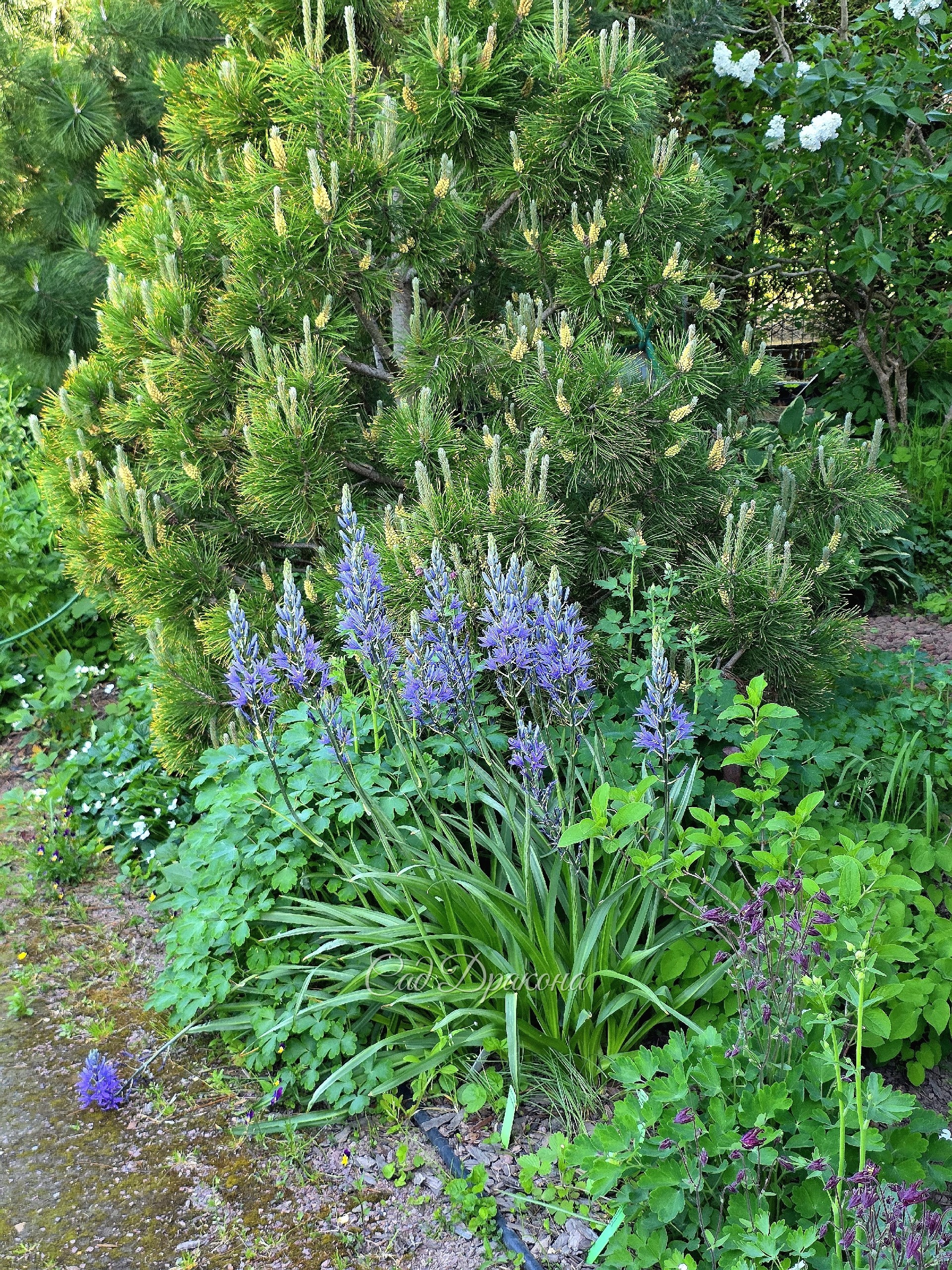 Камассия Лейхтлина Caerulea