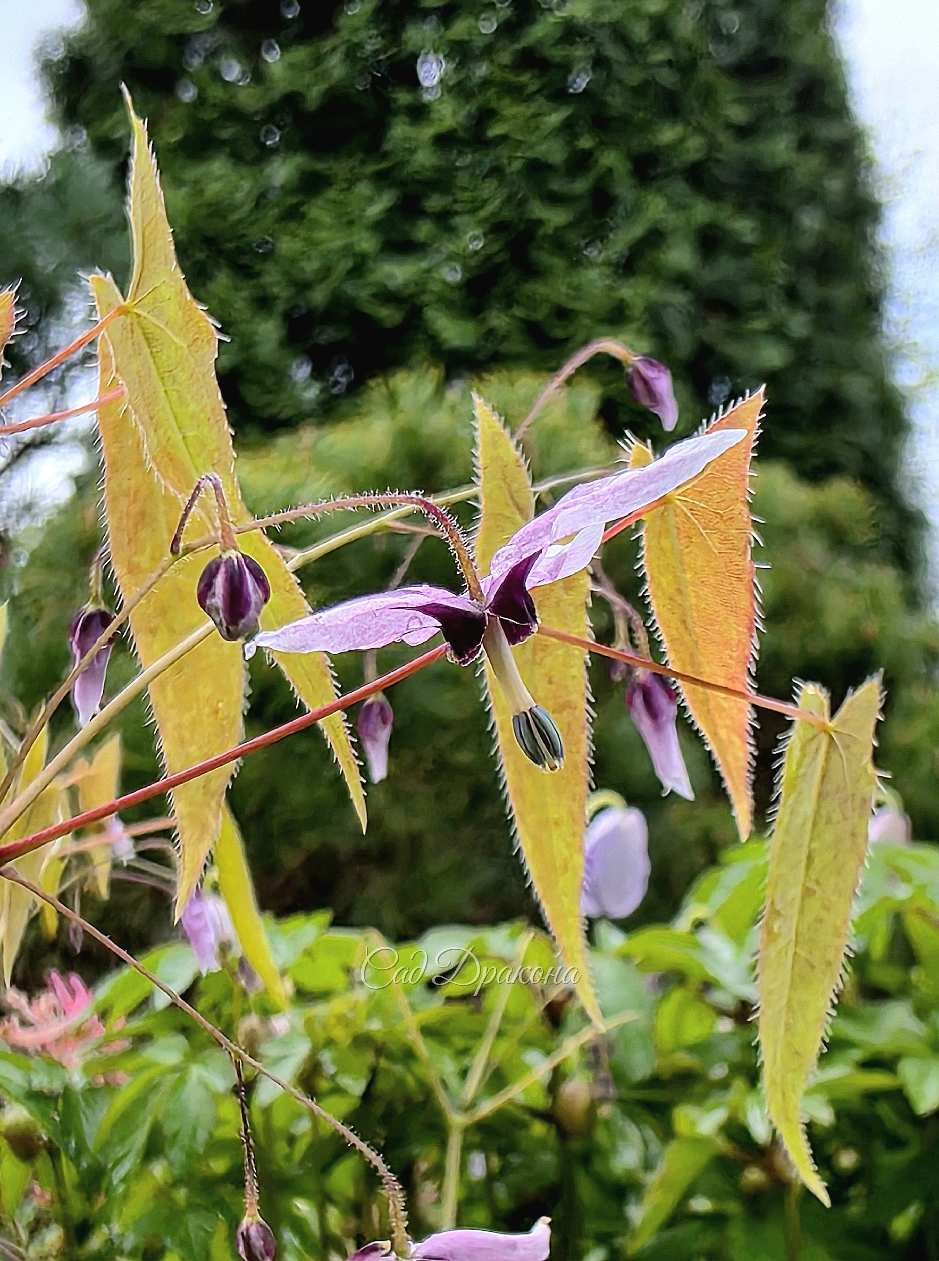 Epimedium fargesii Pink Constellation. Редкая,  экзотического вида, растёт очень медленно.