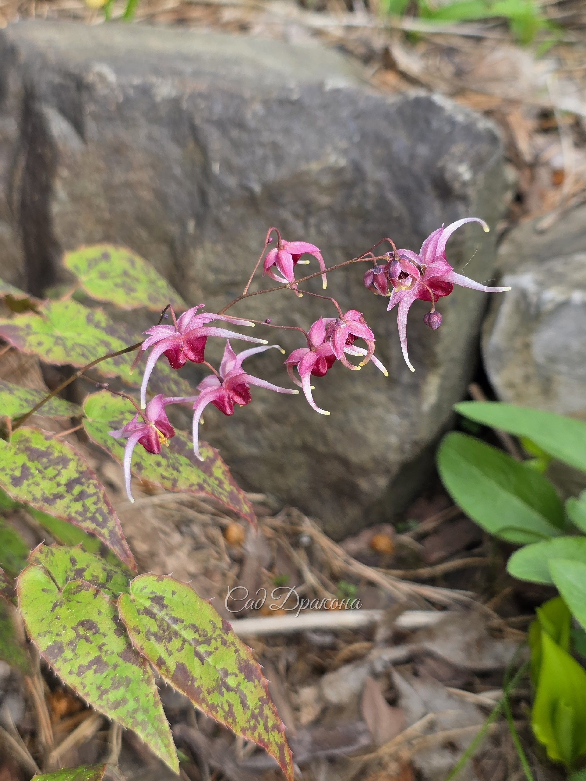 Epimedium ×hybrid Pink Shampagne