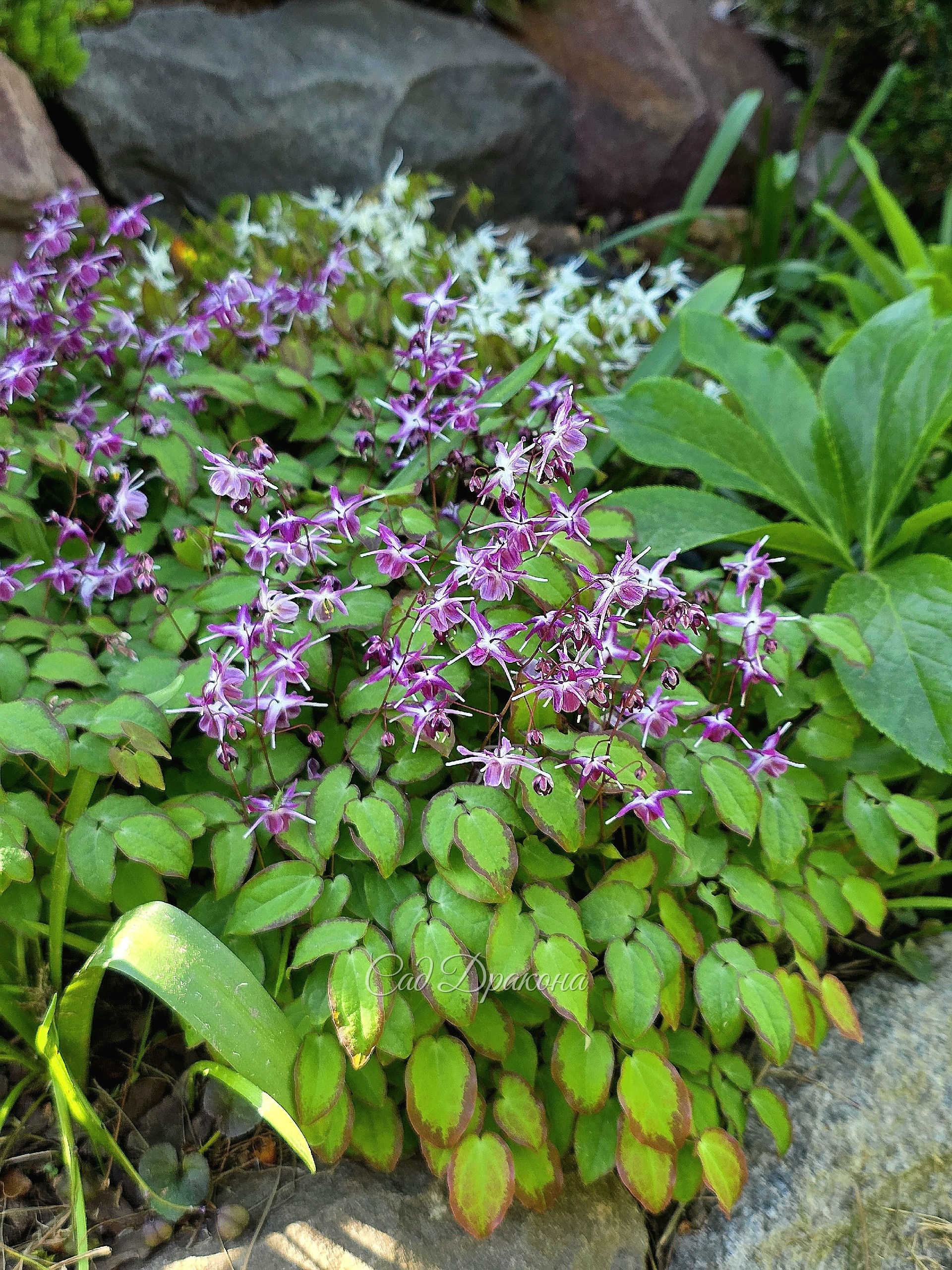 Горянка крупноцветковая Freya ( Violet nanum ). Высота 15 см , очень красивые маленькие листики и после цветения. Чудесное растение для горки ( рокария).