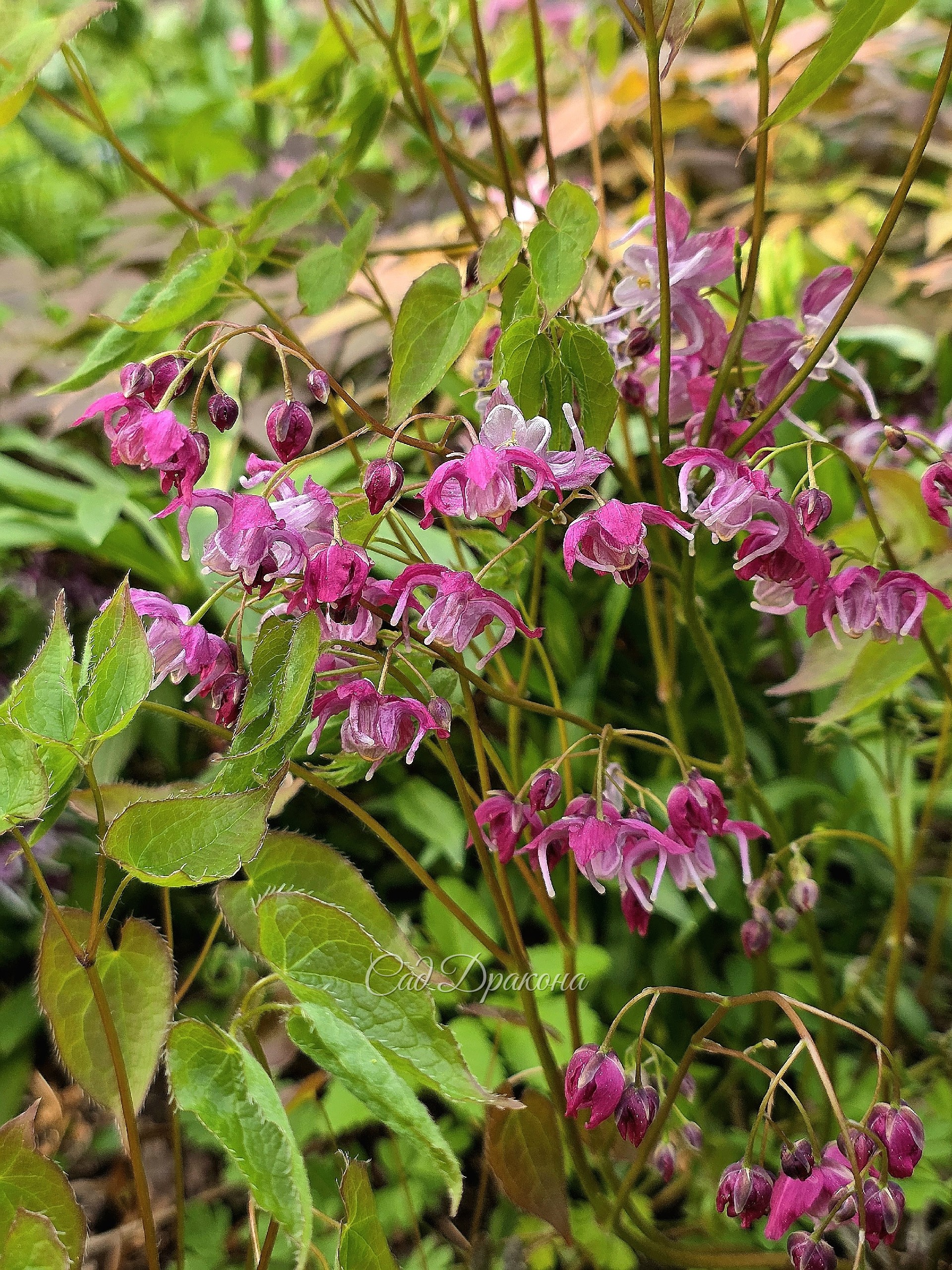 Epimedium grandiflorum Bicolor Gisnt. Самая огромная из крупноцветных, высота 50-60 см и цветы большие.