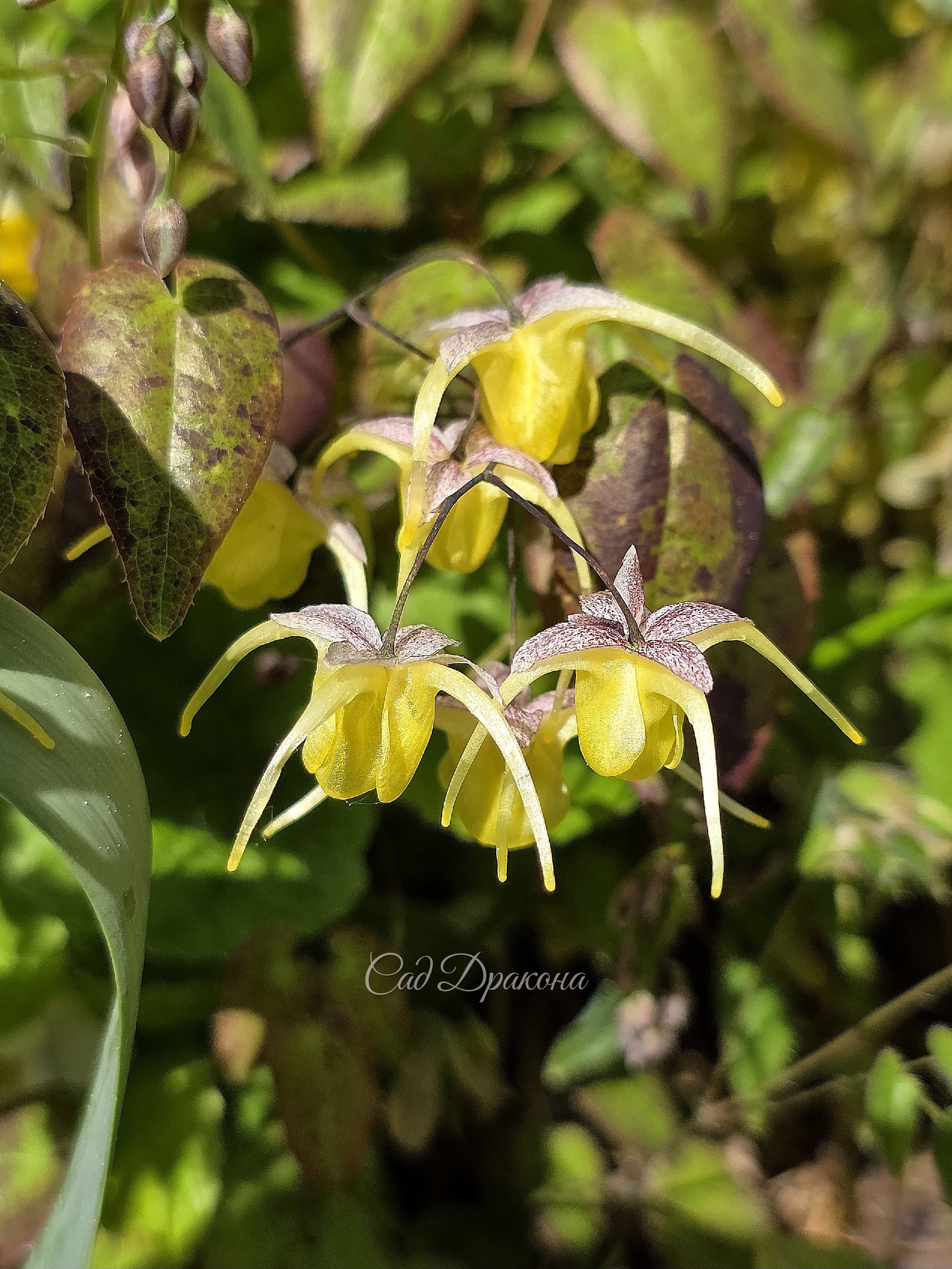 Epimedium youngianum Sunshovers