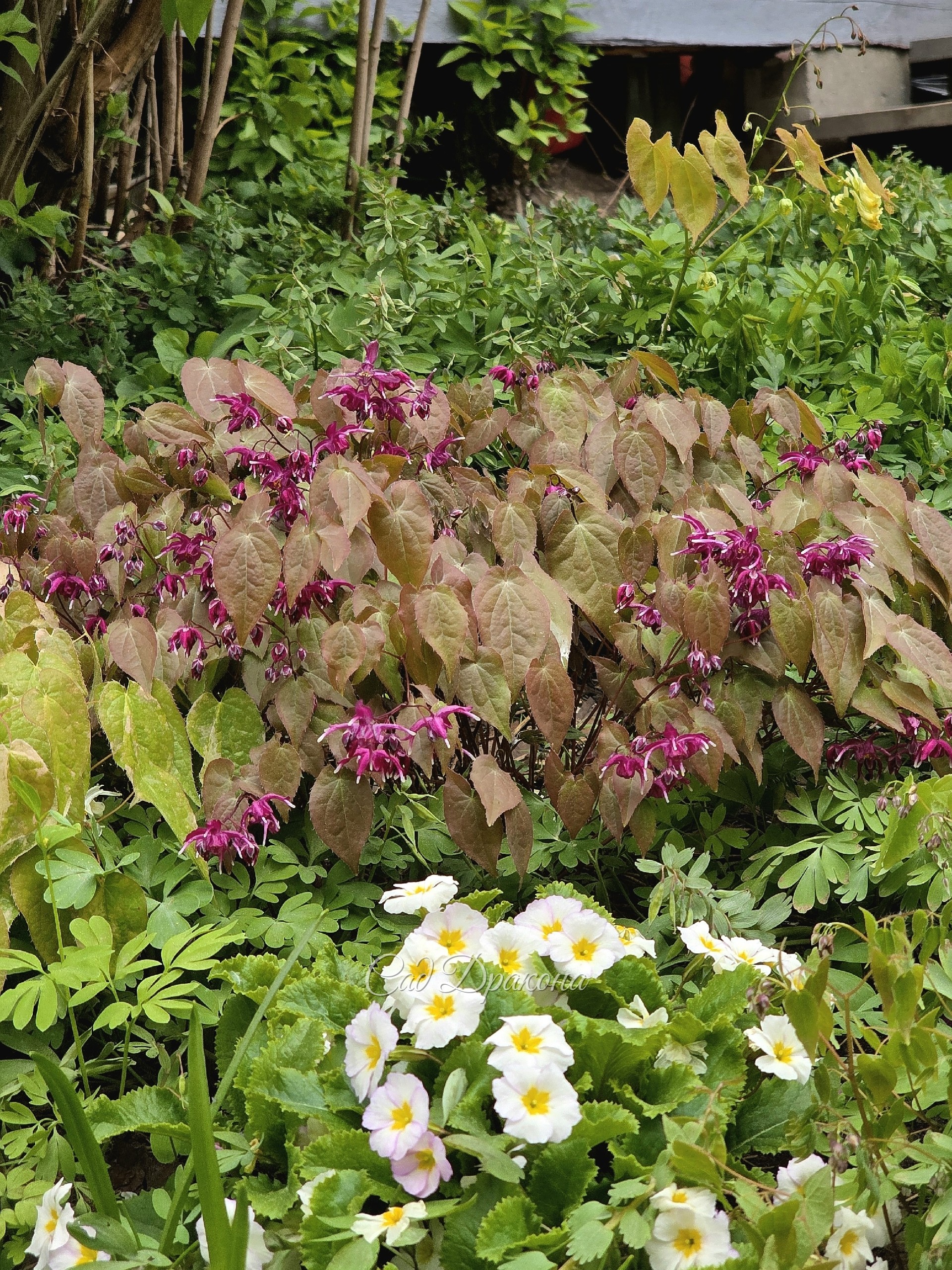 Epimedium grandiflorum Circe