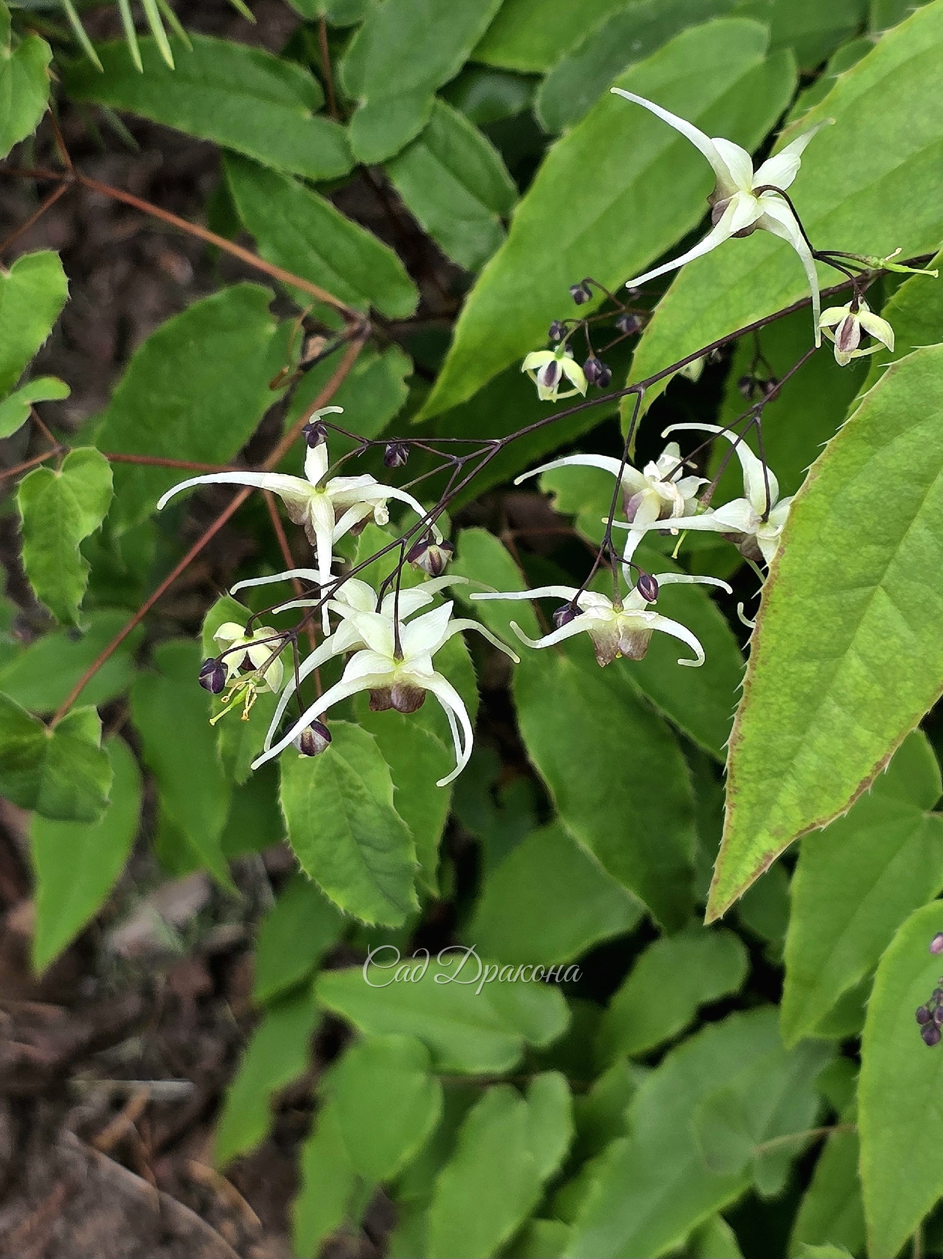 Epimedium ×hybrid Domino