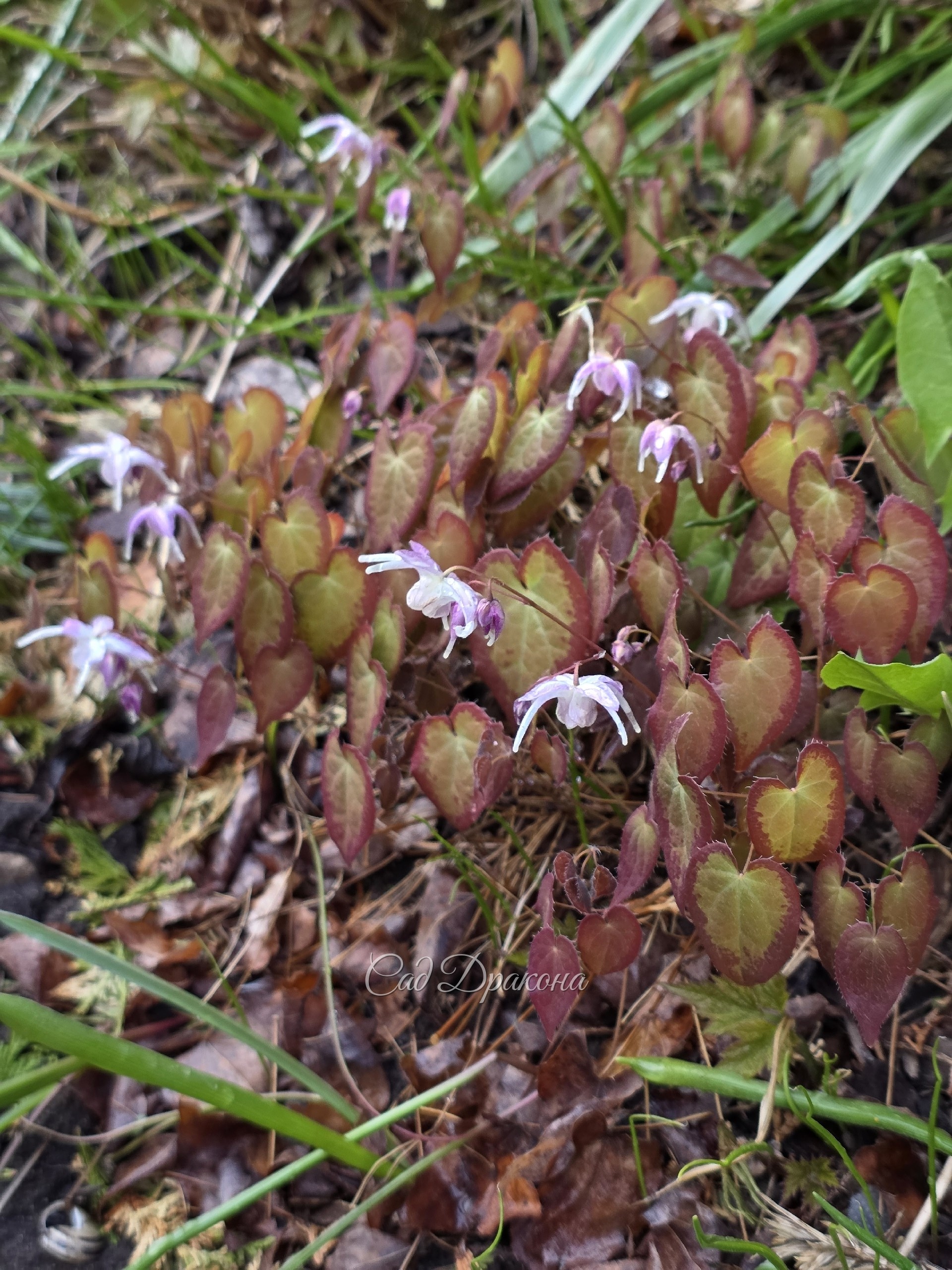 Epimedium grandiflorum Spring Wedding. Изумительный контраст тёмных листьев с каймой и нежно-розовых цветов.