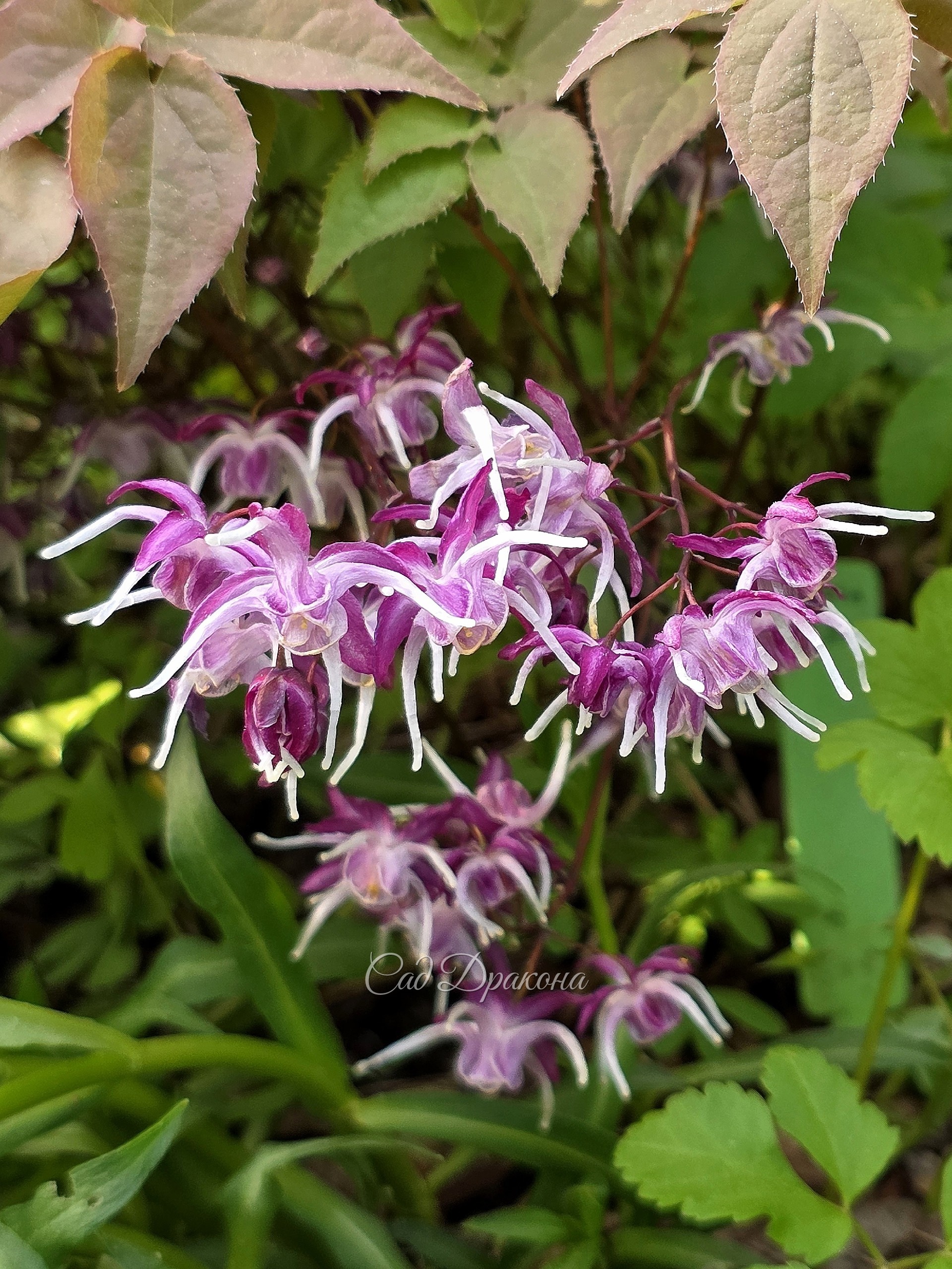 Epimedium grandiflorum Queen Esta