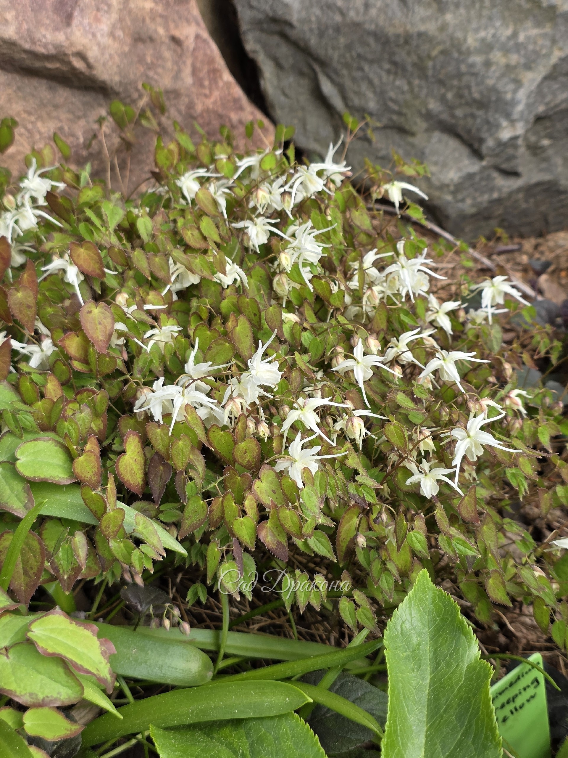 Epimedium grandiflorum Creeping Yellow, высота 15 см.