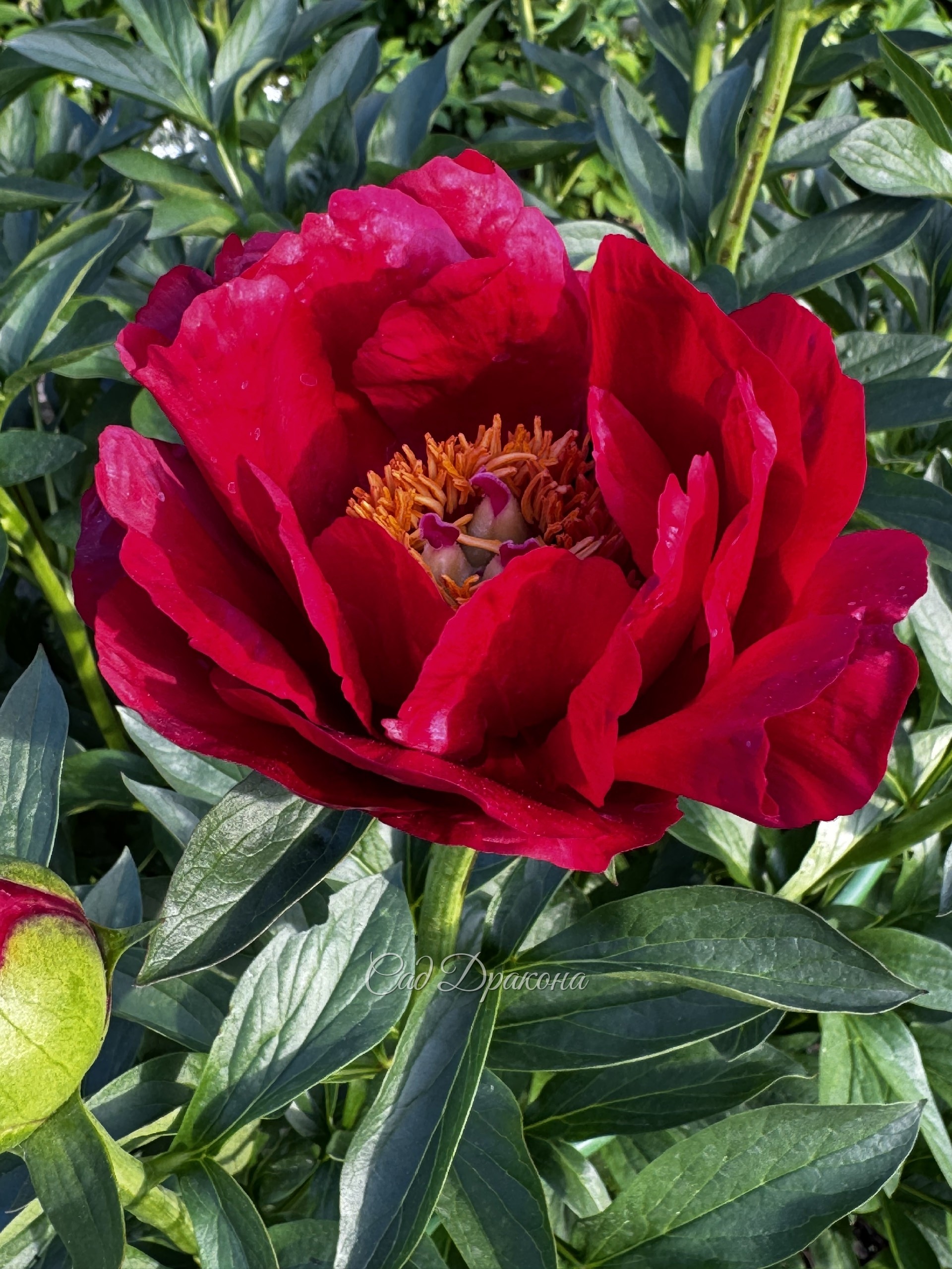 Red Red Rose