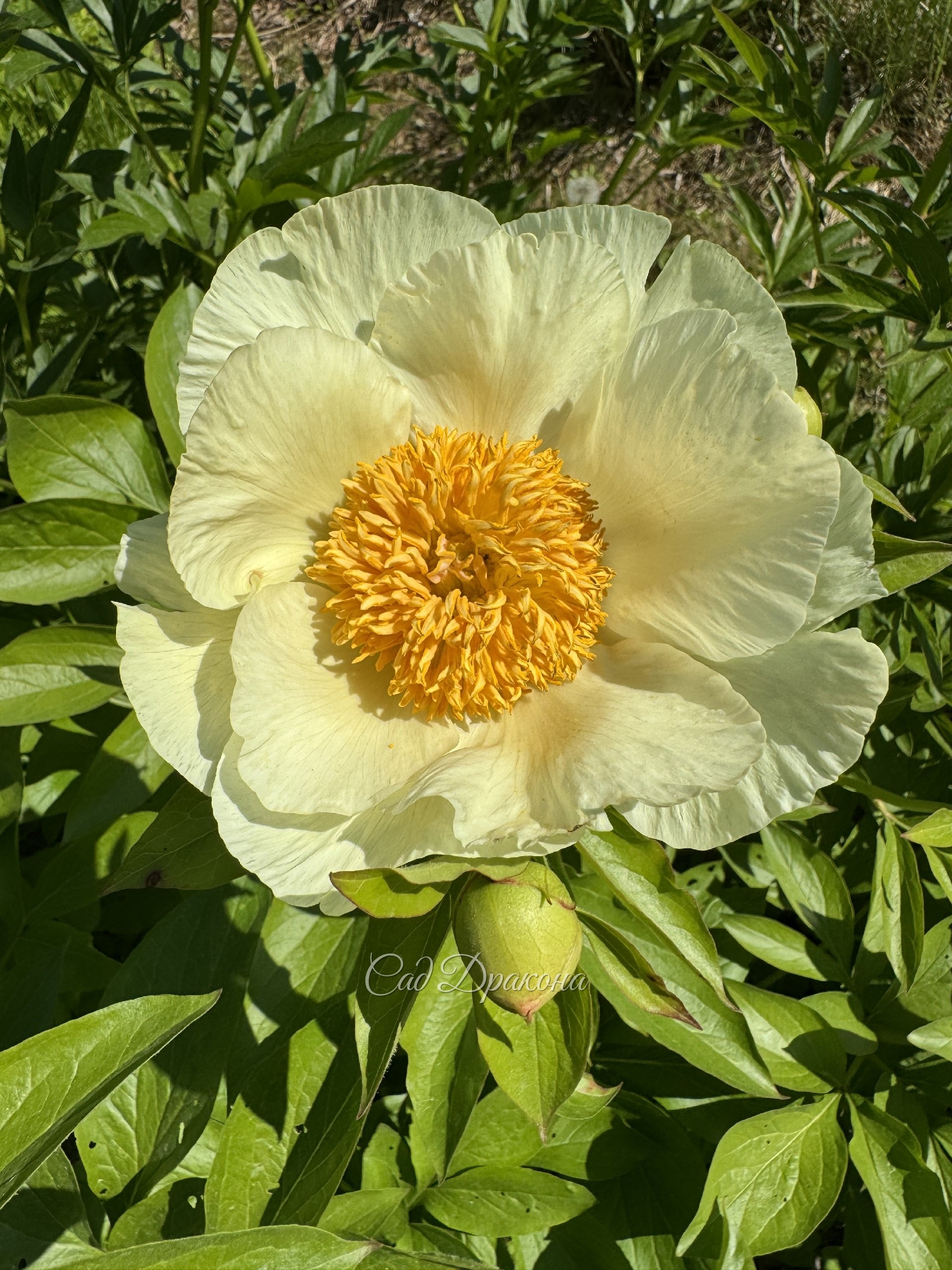 Roy Persons Best Yellow