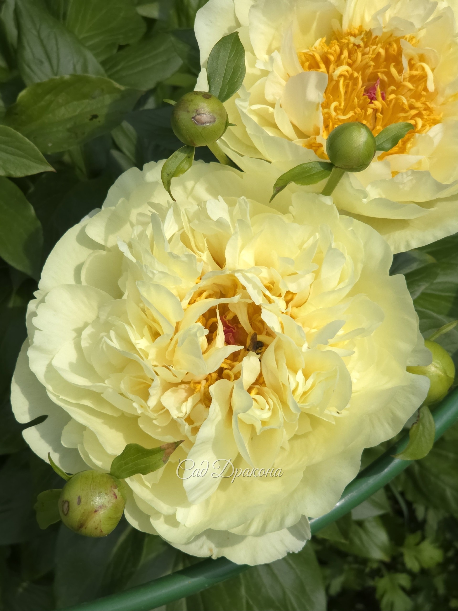 Lemon Chiffon, Reath, 1981г.