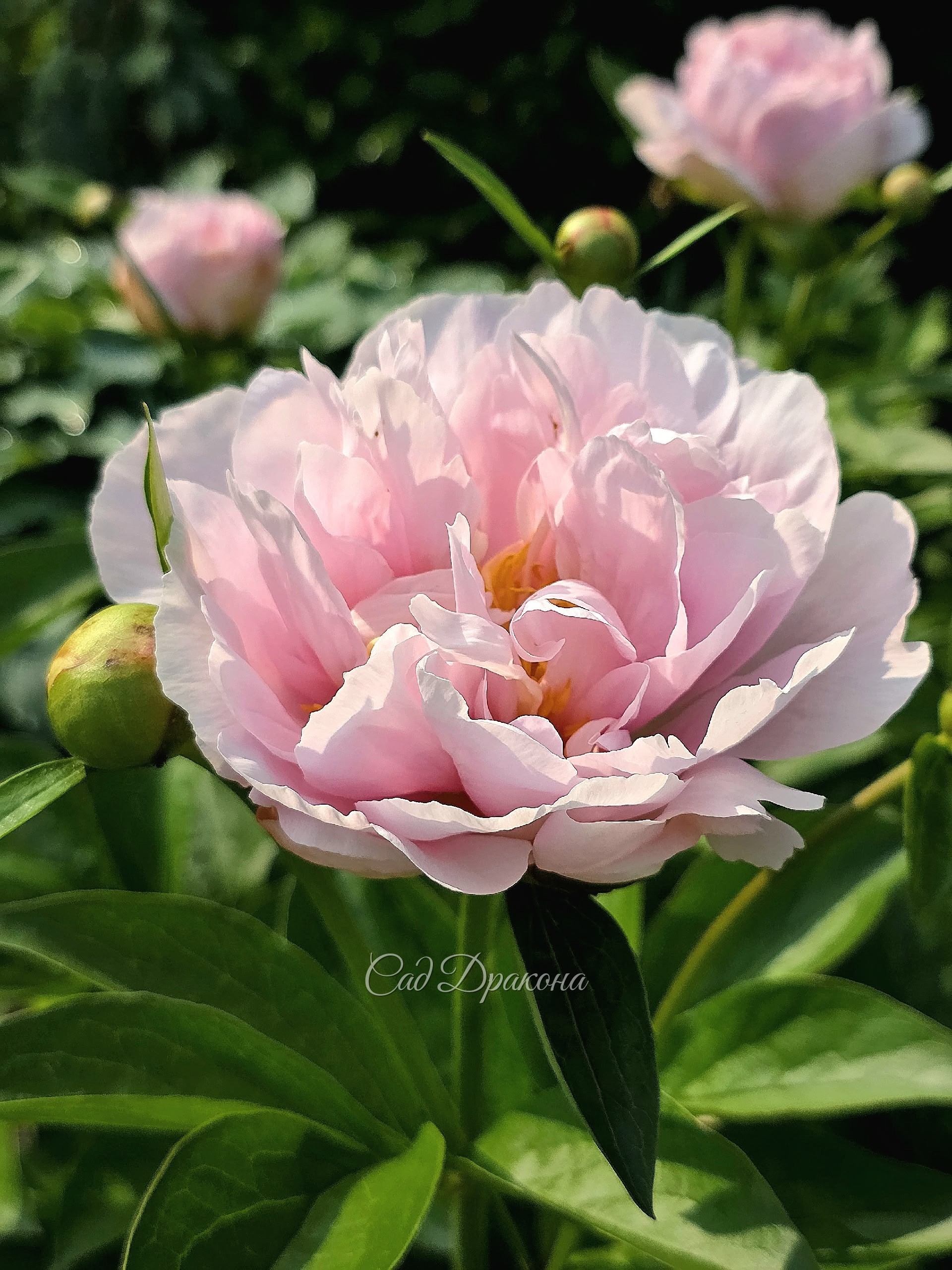 Pink Vangard - высокий, крепкий,  мощный, но и очень нежный.