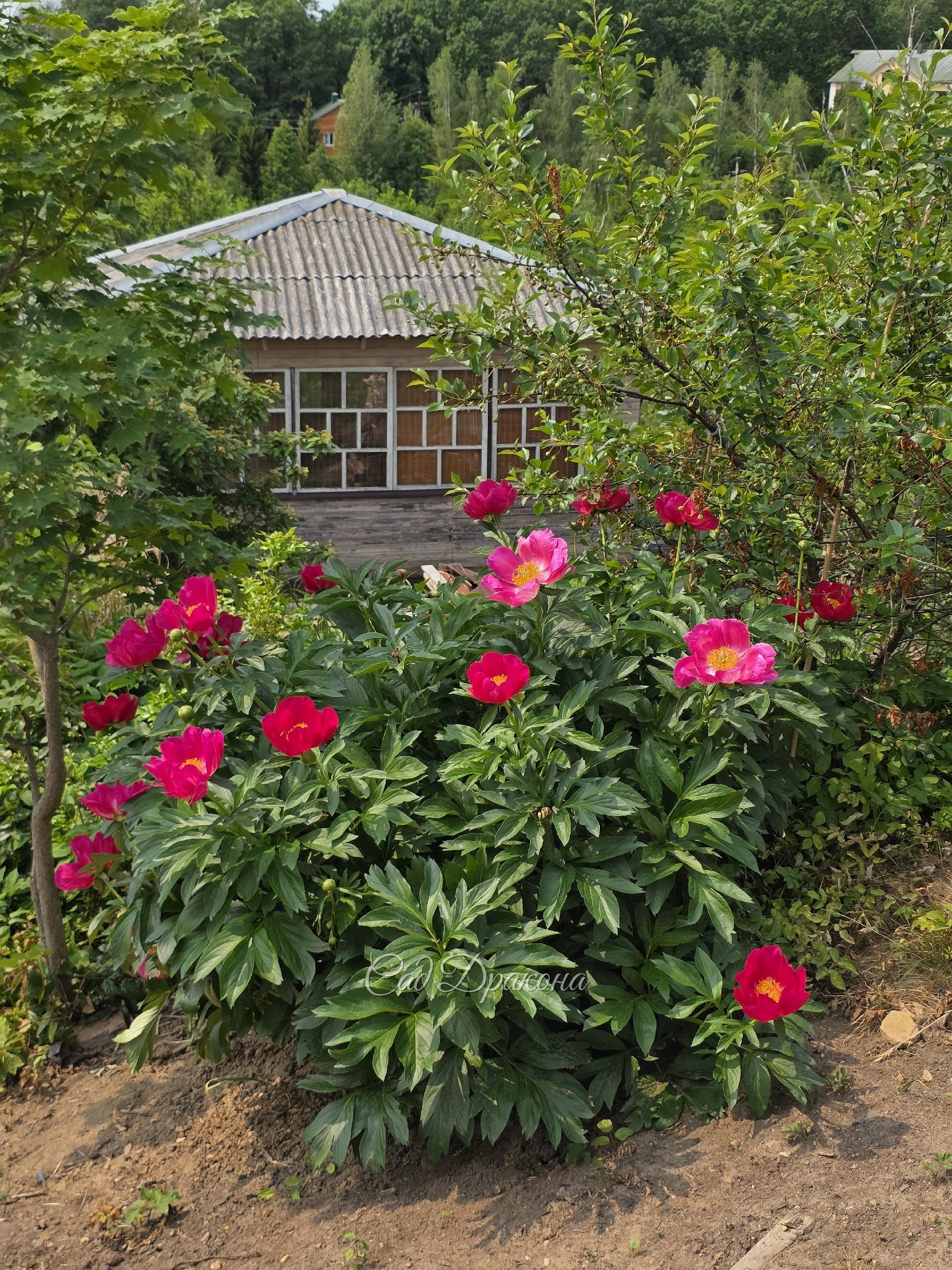 Огромный куст Scarlett O'Hara. Она с трудом вписывается в цветники,  куст 1,5×1,5 м. И такой же высоту.