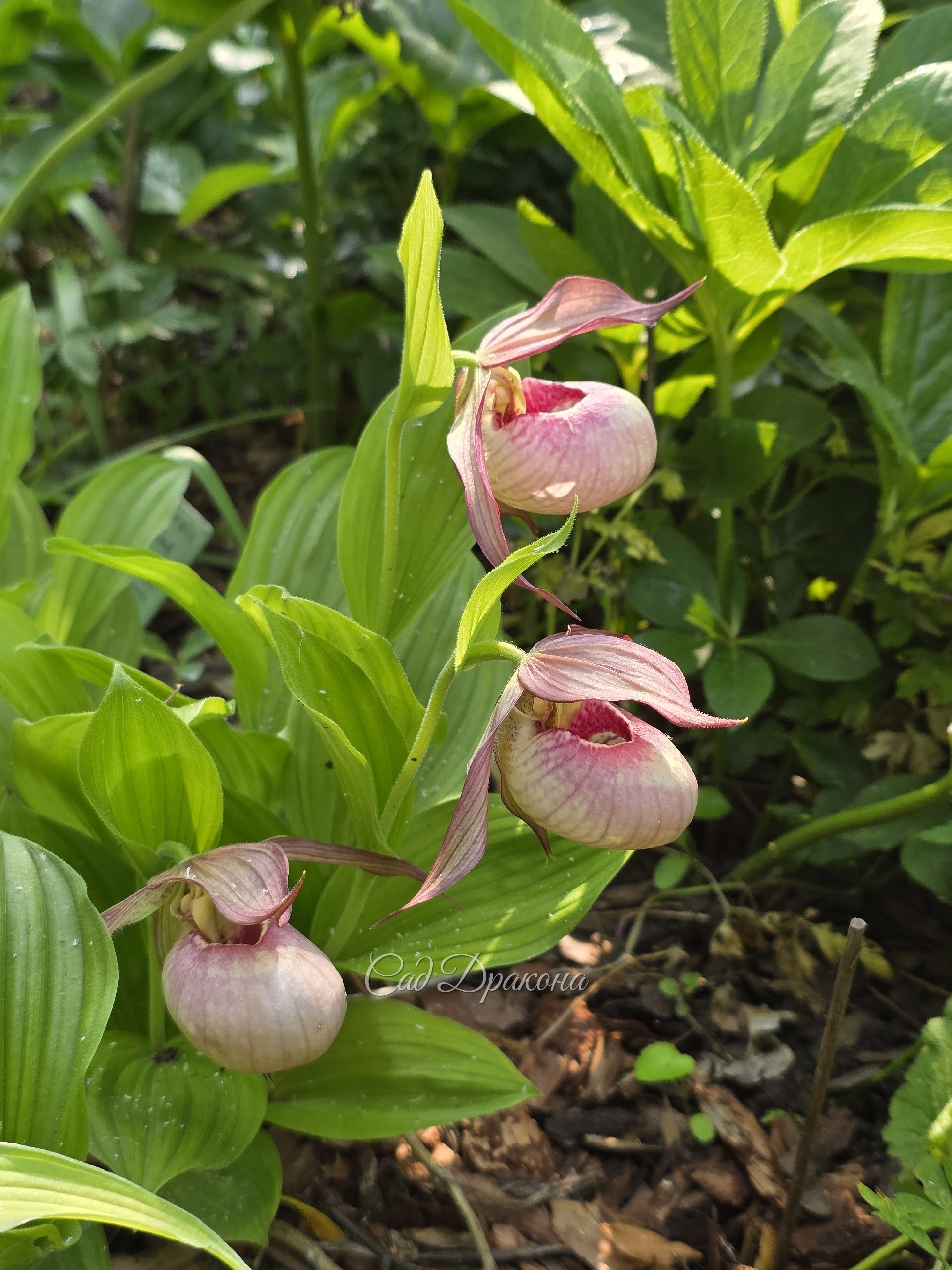 Cypripedium Lusy Pinkepank
