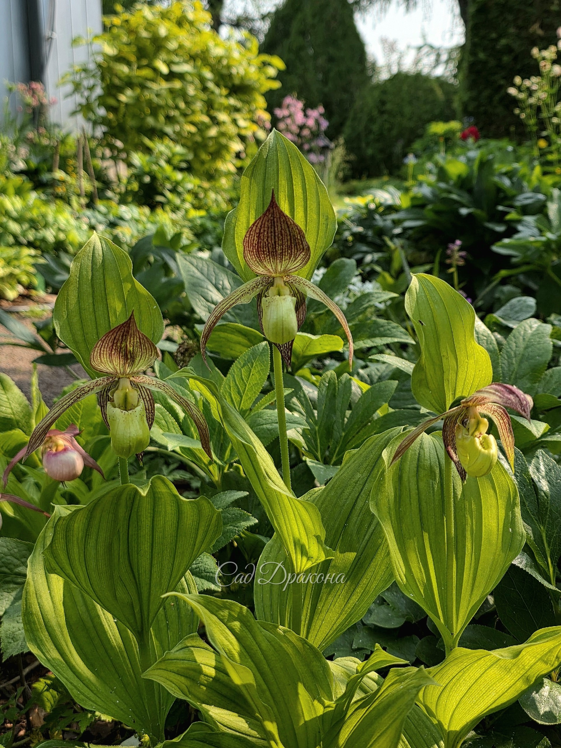 Cypripedium Philipp, после пересадки сам на себя не похож.  Потом покажем прошлогодние фотографии.
