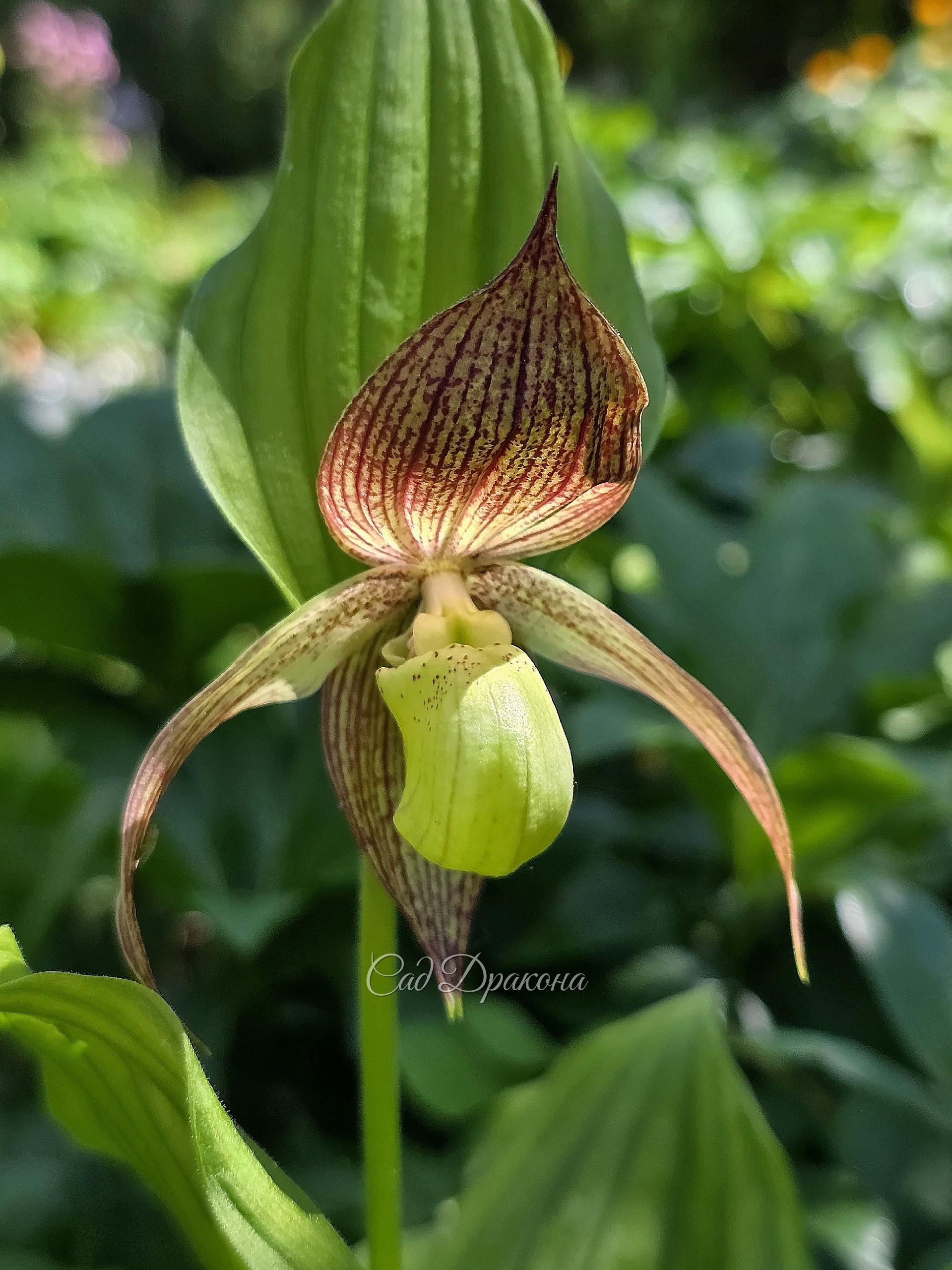 Cypripedium Philipp