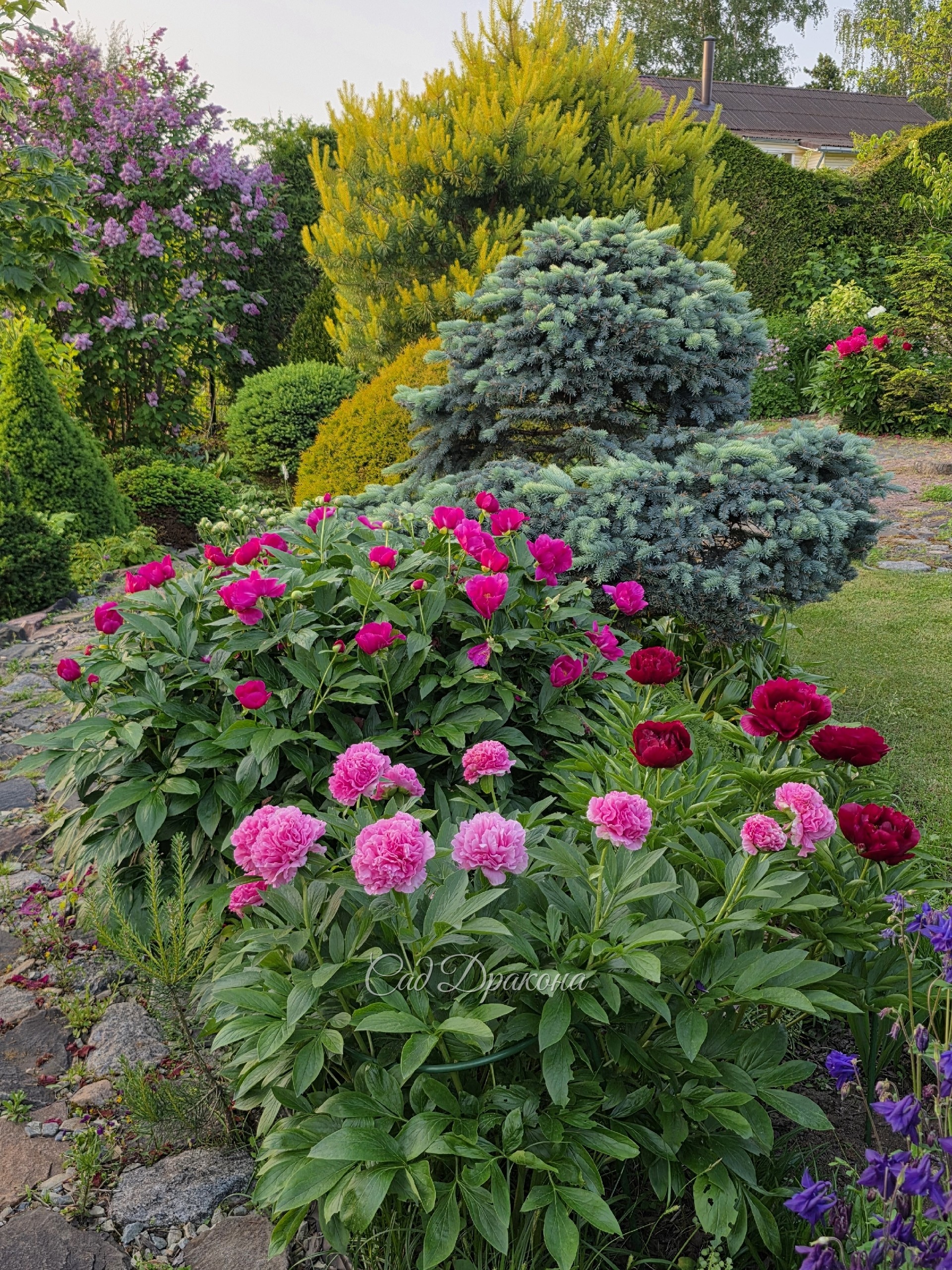 Carnation Bouquet, Dandy Dan. Liboria Maas (дальний куст) цветёт уже на дополнительных бутонах.