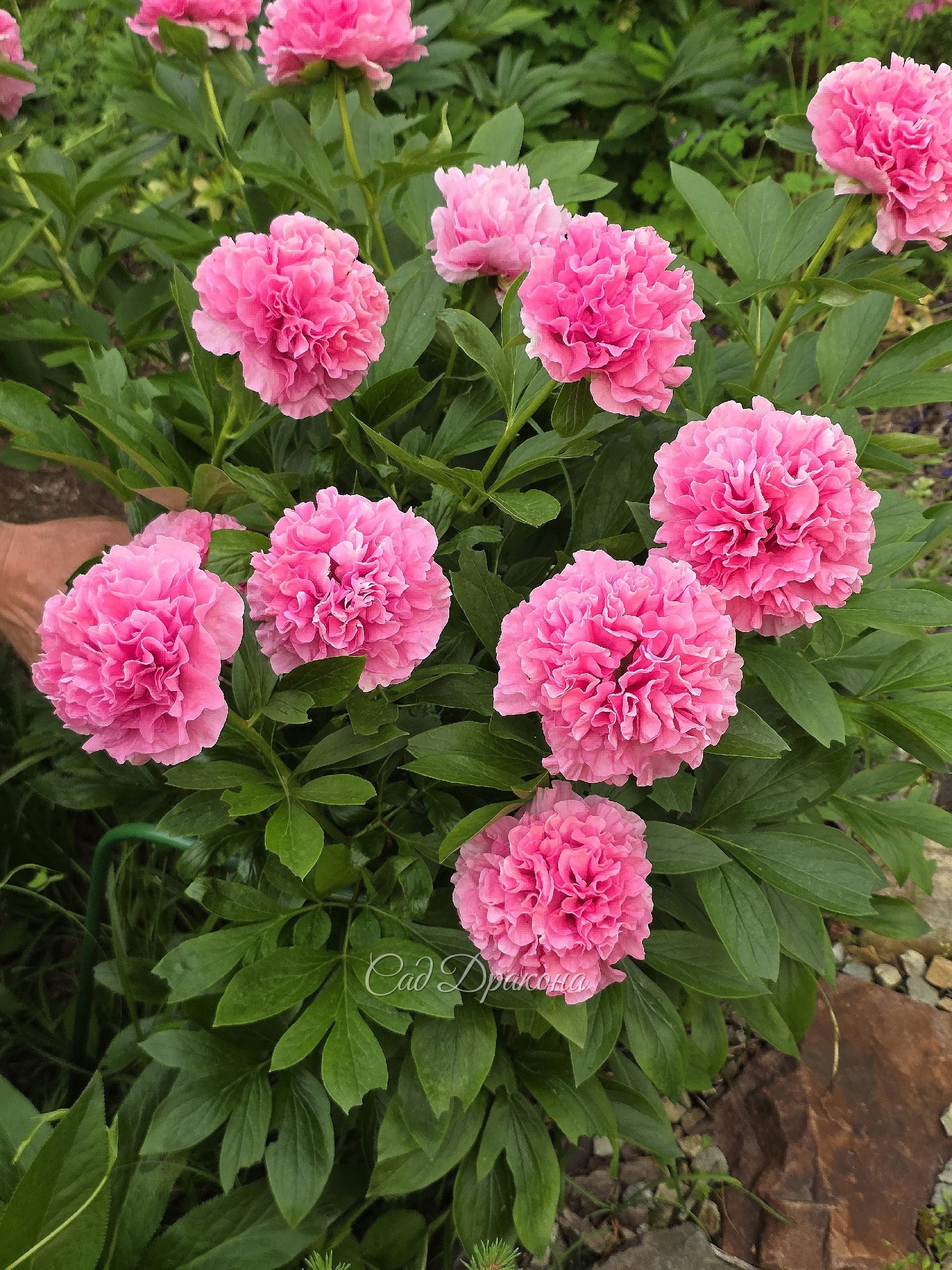 Carnation Bouquet в этом году просто идеален. И аромат гвоздики  - сильный и приятный.
